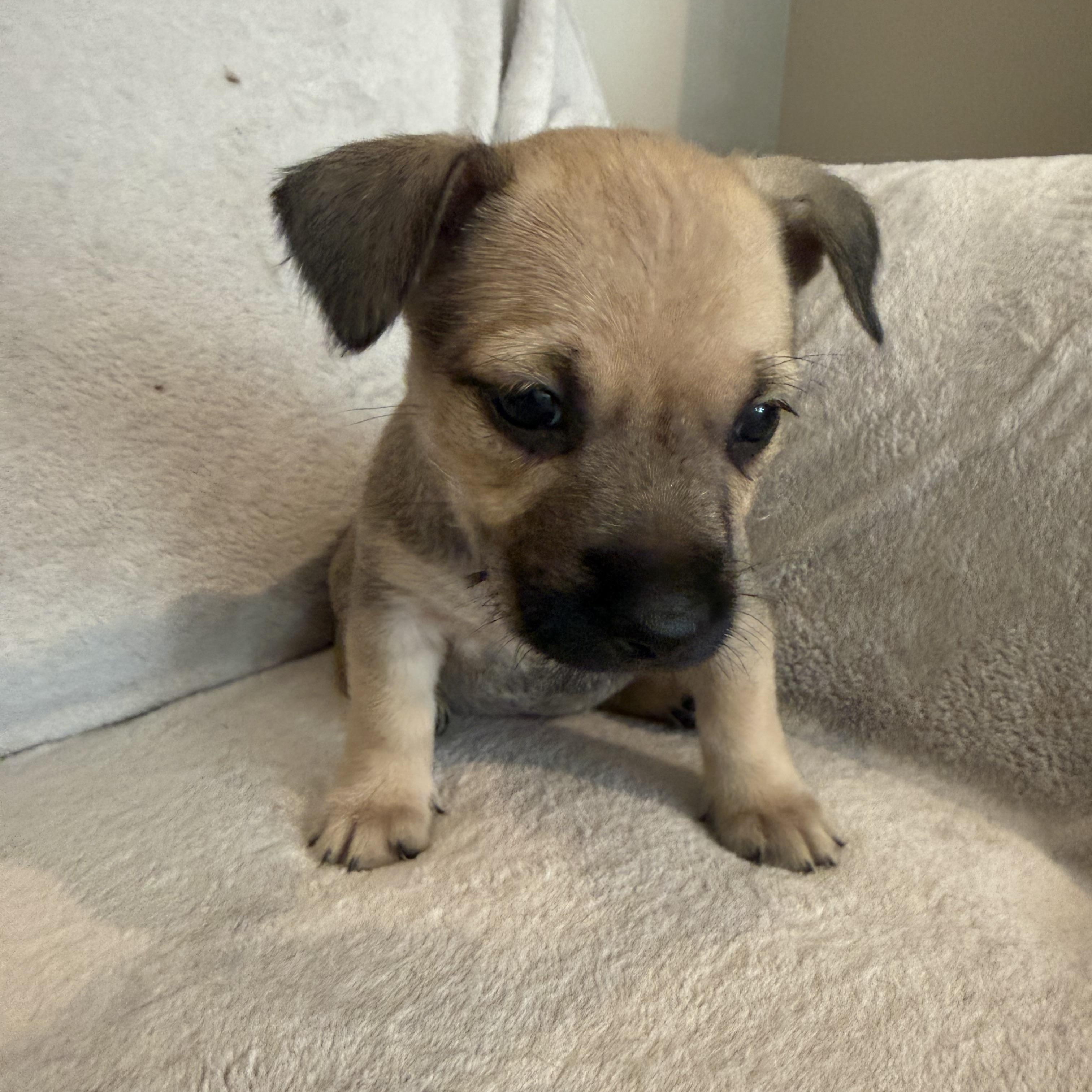 Regina (R litter), a ADOPTABLE Border Terrier in San Diego, CA image 2/4