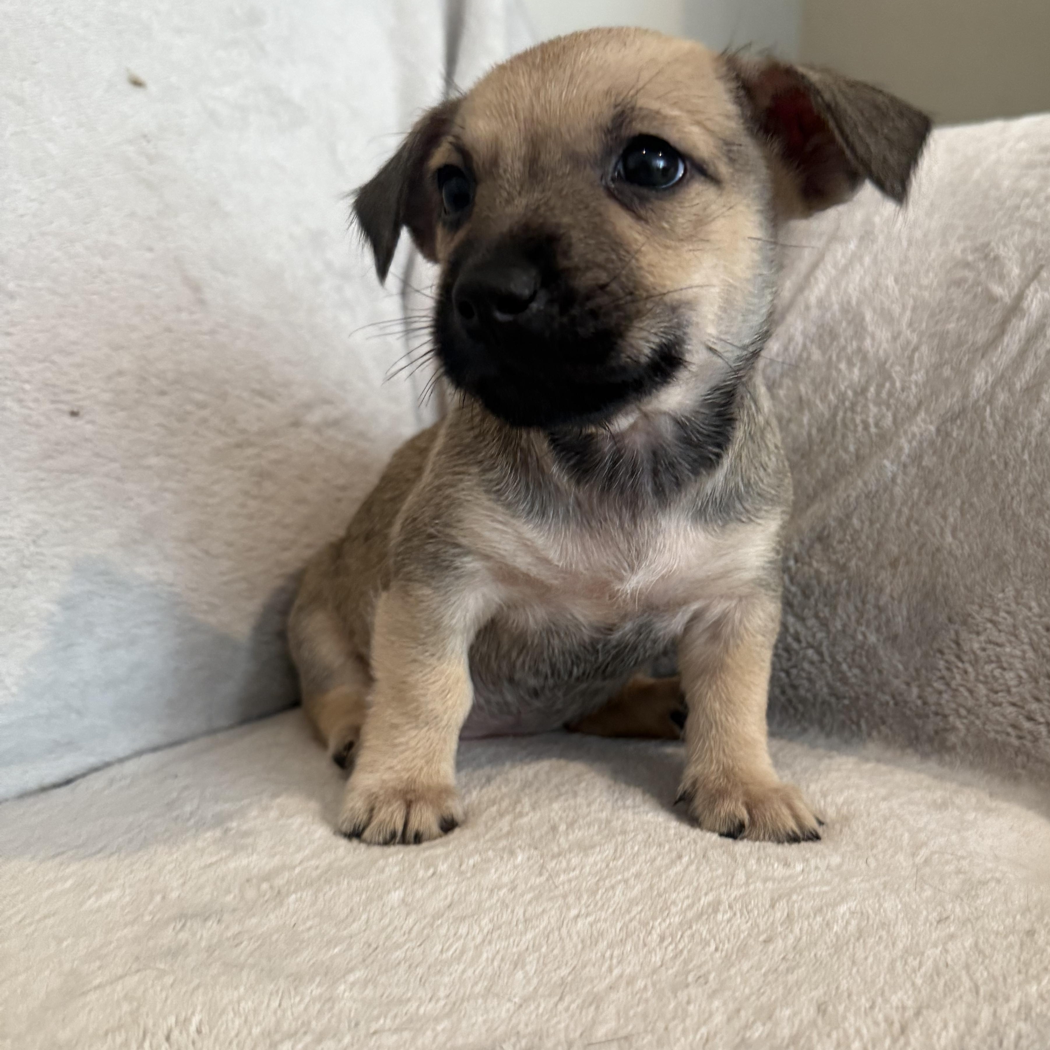 Regina (R litter), a ADOPTABLE Border Terrier in San Diego, CA image 4/4