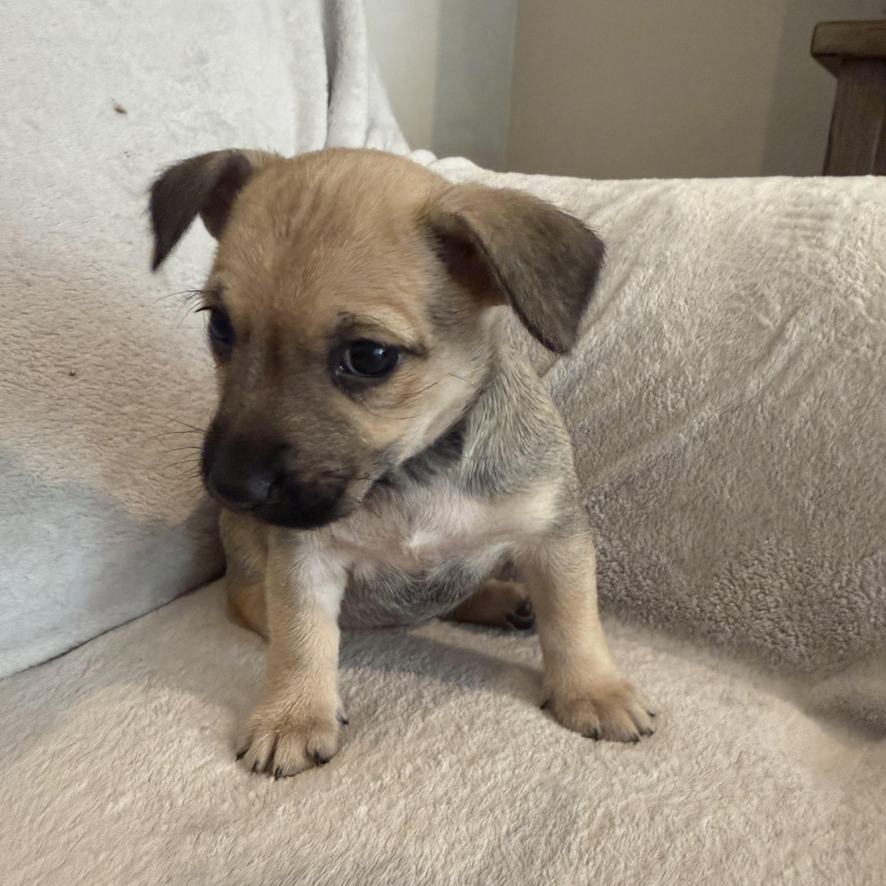 Regina (R litter), a ADOPTABLE Border Terrier in San Diego, CA image 3/4