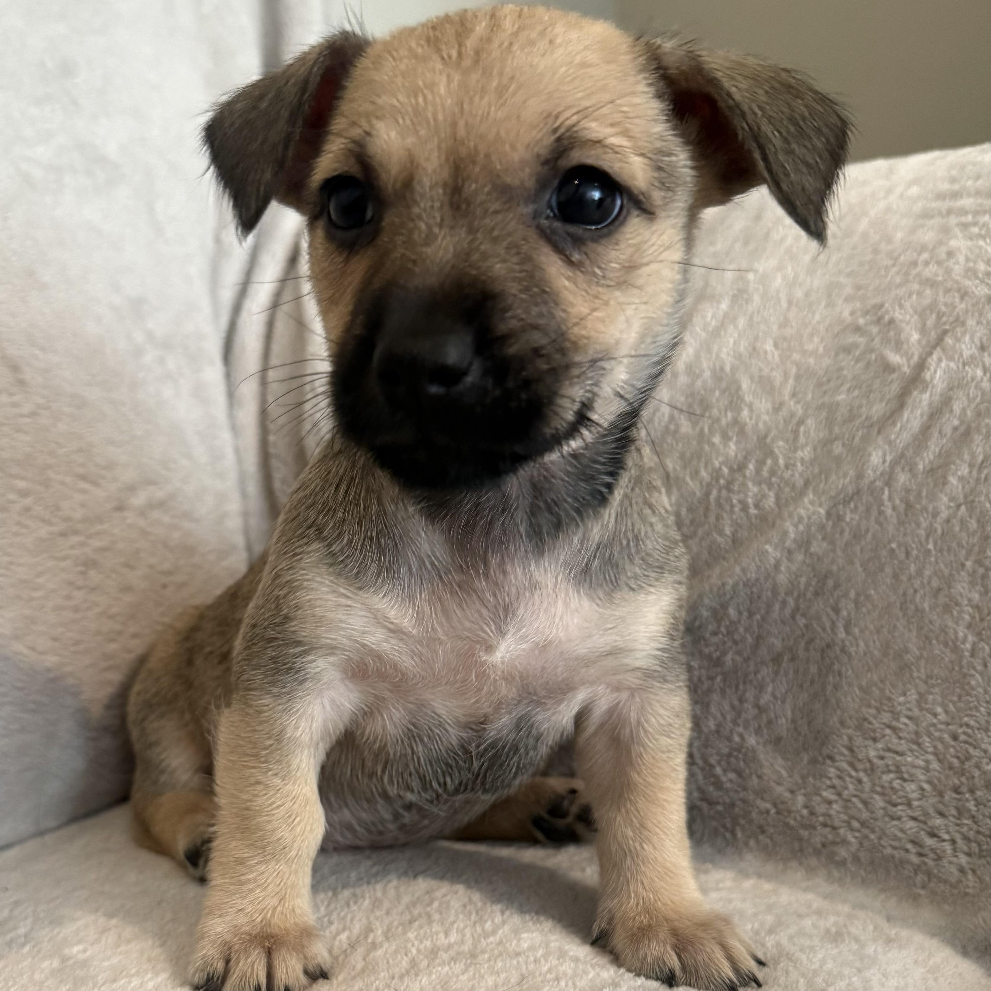 Regina (R litter), ADOPTABLE, Puppy Female Border Terrier.
