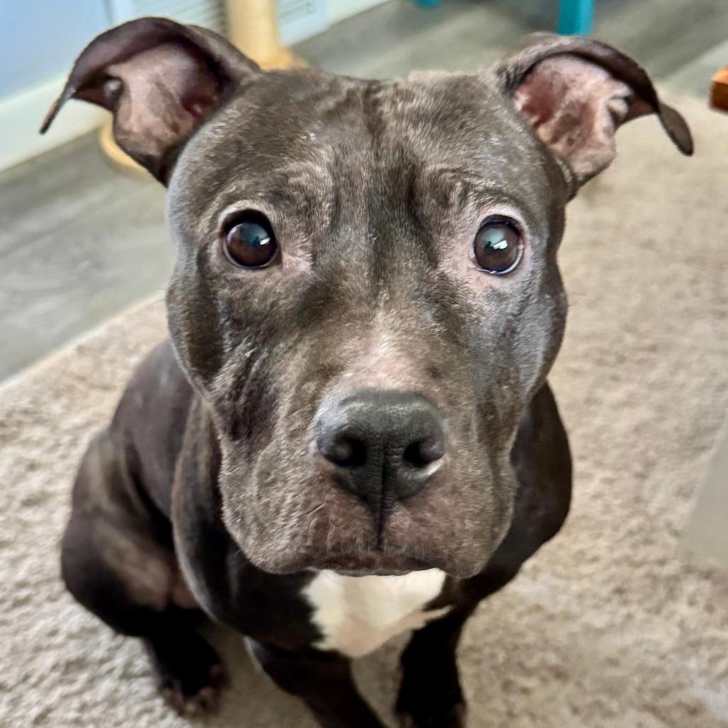 Enlarge Queeni, a Adoptable Mixed Breed in Saint Cloud, MN image 1/3