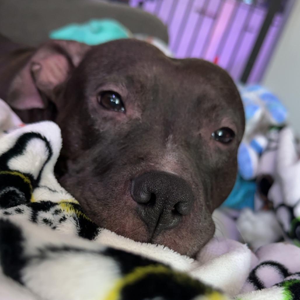 Enlarge Queeni, a Adoptable Mixed Breed in Saint Cloud, MN image 2/3