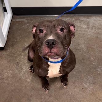 Enlarge Queeni, a Adoptable Mixed Breed in Saint Cloud, MN image 3/3