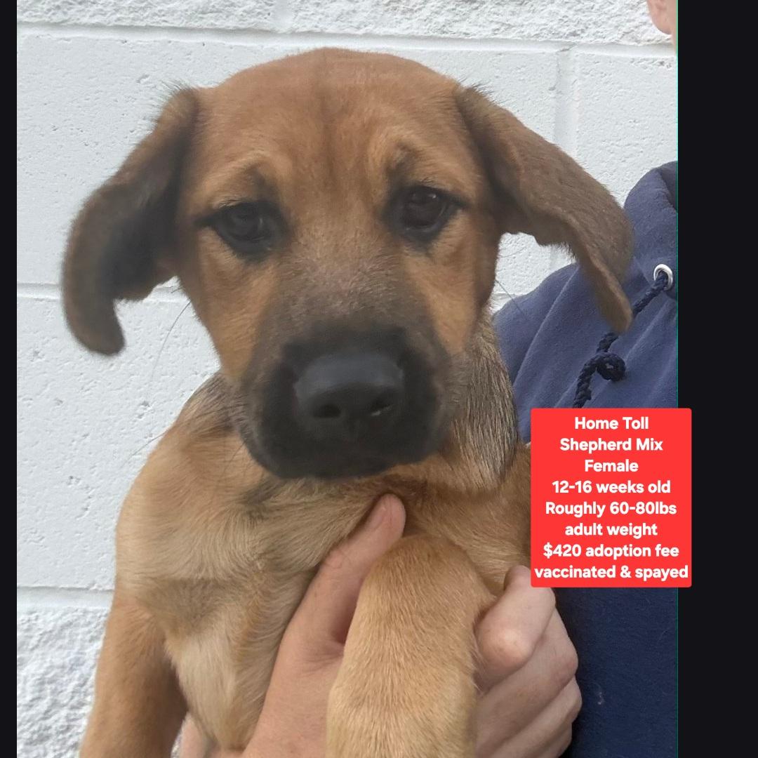 Home Toll, adopted, Puppy Female Shepherd.
