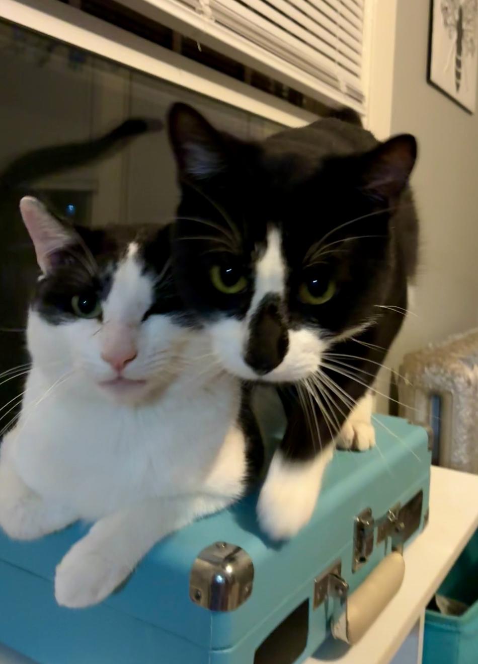 Pippen & Scottie, a Adoptable Domestic Short Hair in Andover, CT image 1/6