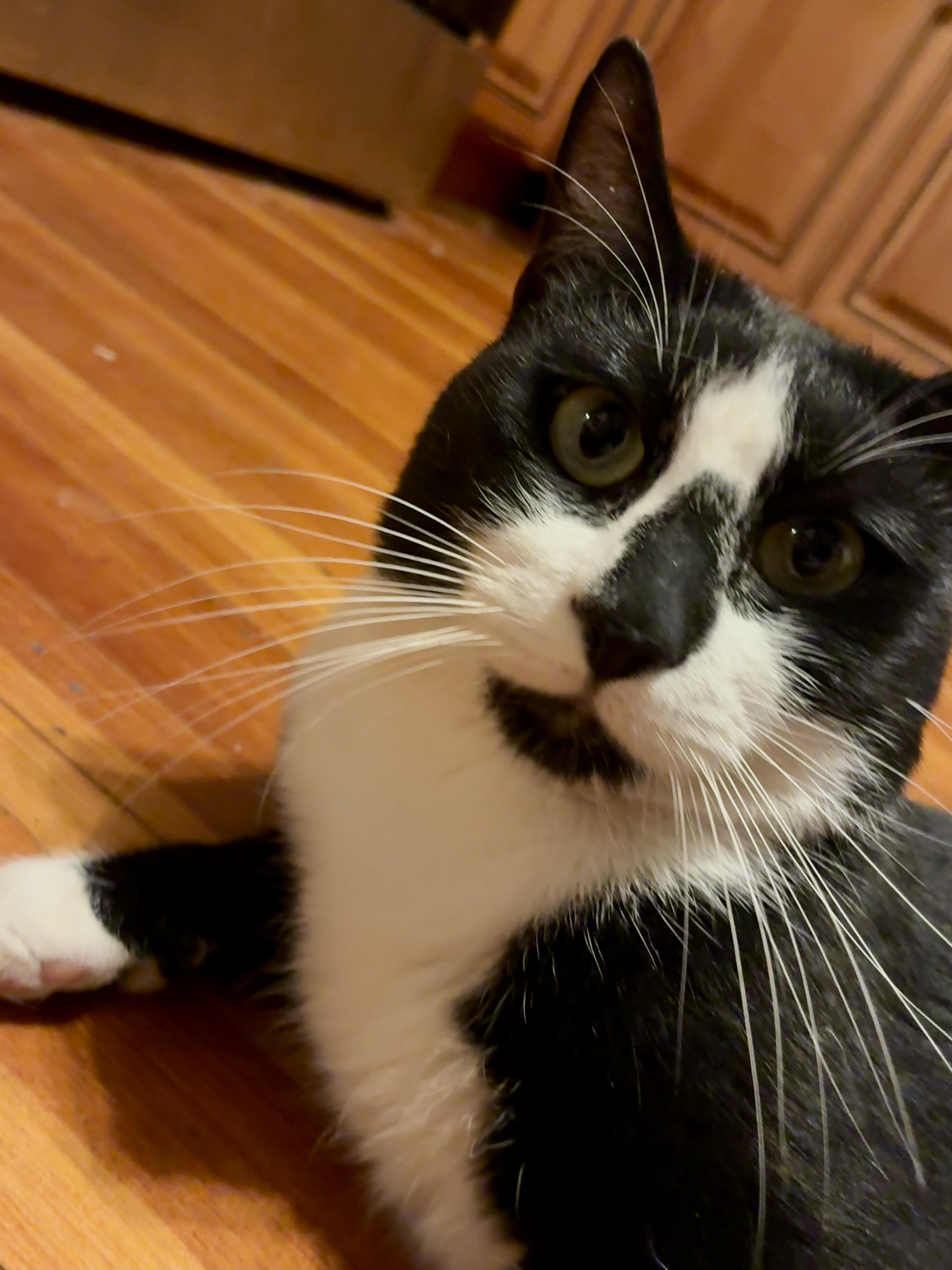 Pippen & Scottie, Adoptable, Young Male Domestic Short Hair.