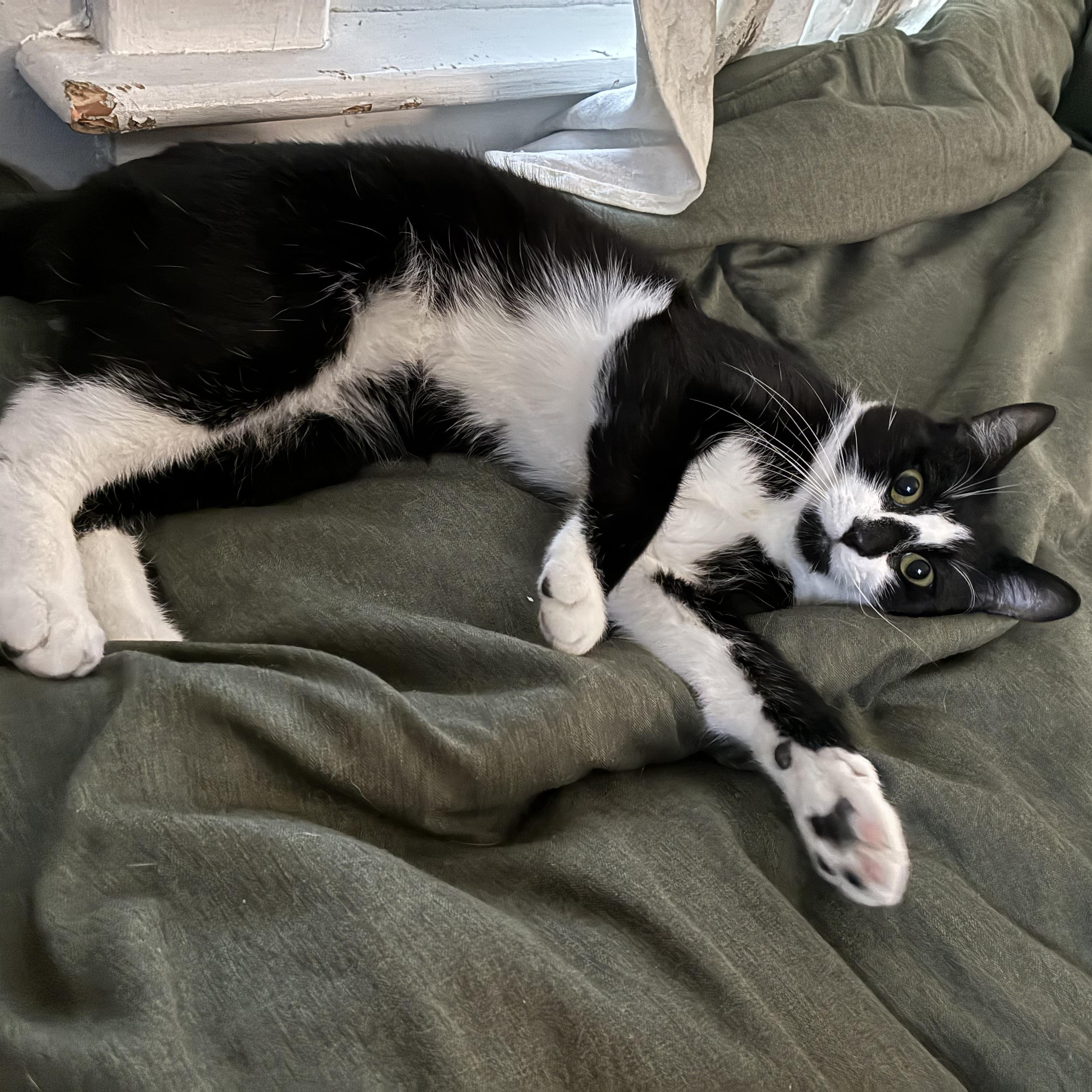 Pippen & Scottie, Adoptable, Young Male Domestic Short Hair.