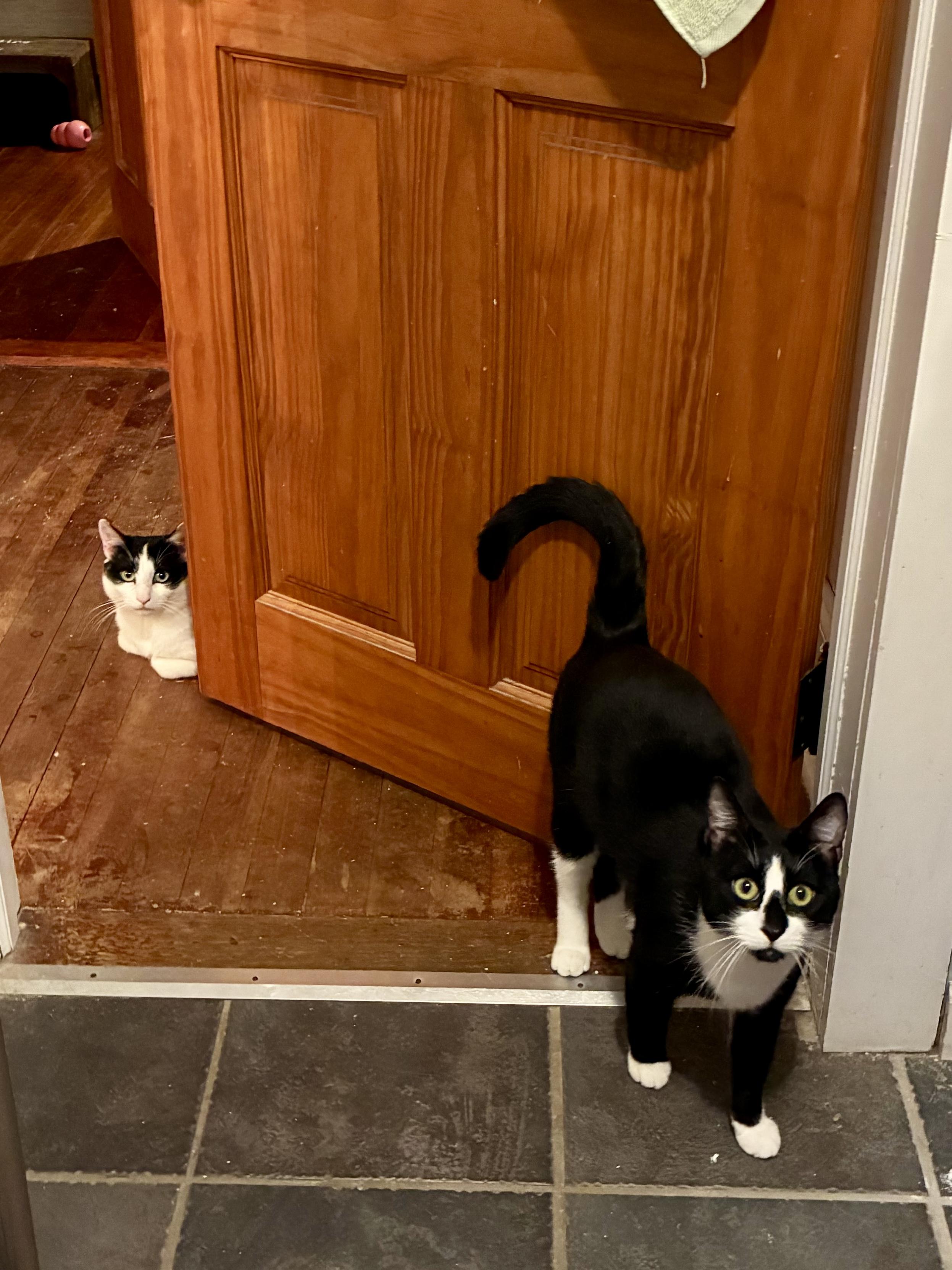 Pippen & Scottie, a Adoptable Domestic Short Hair in Andover, CT image 3/6