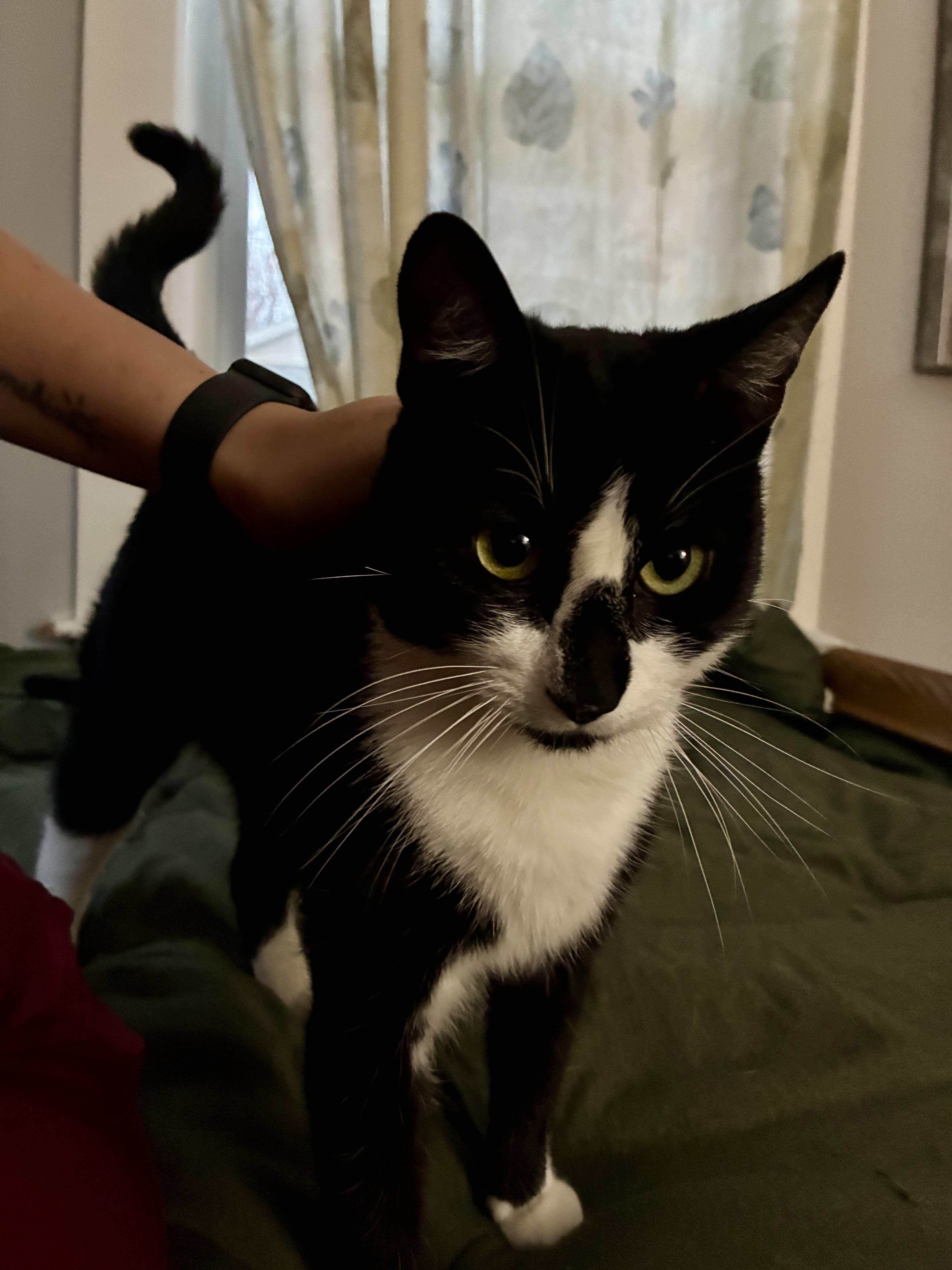 Pippen & Scottie, a Adoptable Domestic Short Hair in Andover, CT image 5/6