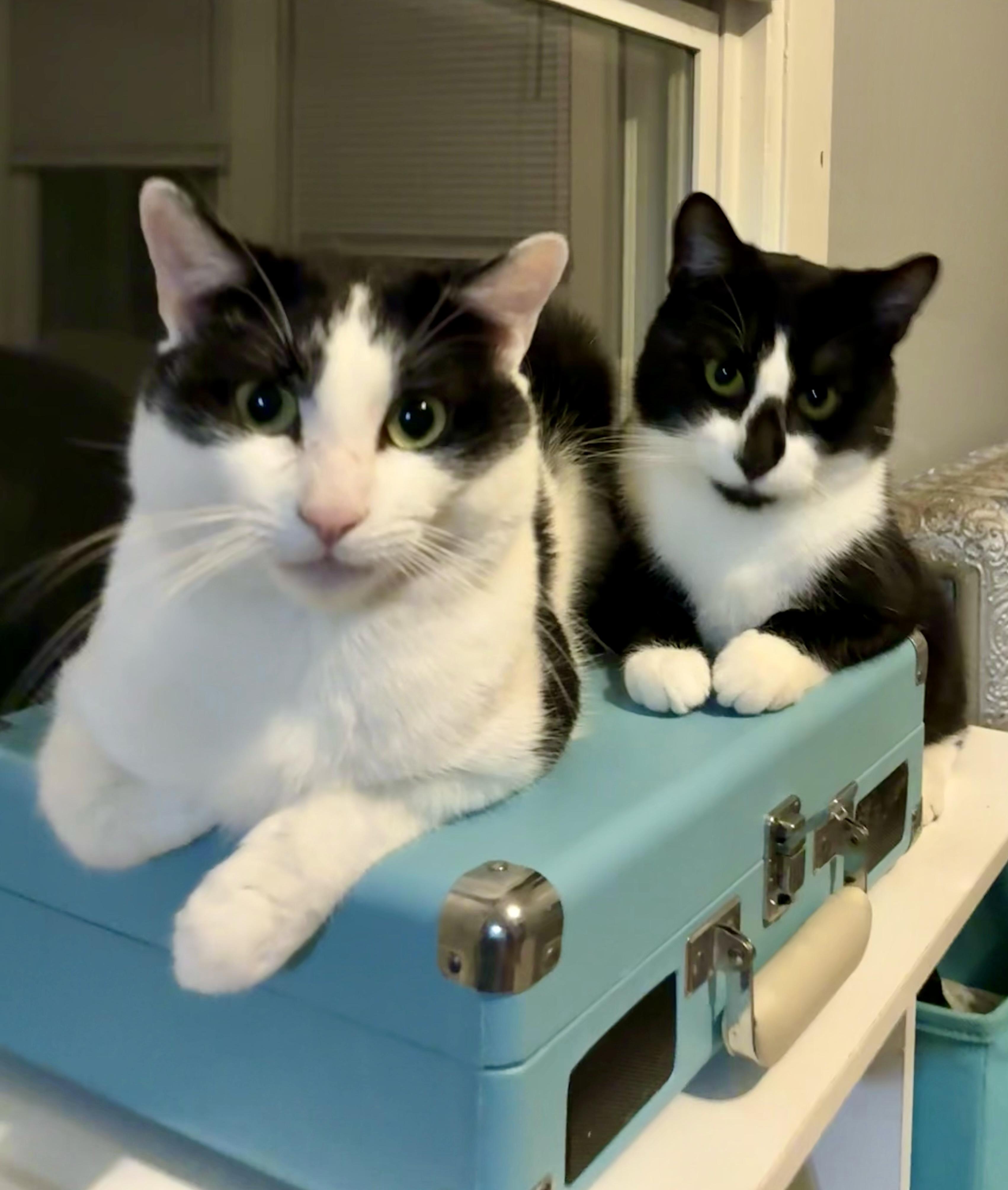 Pippen & Scottie, a Adoptable Domestic Short Hair in Andover, CT image 4/6