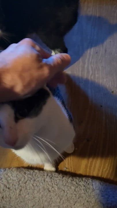 Enlarge Pippen & Scottie, a Adoptable Domestic Short Hair in Andover, CT video 6/6