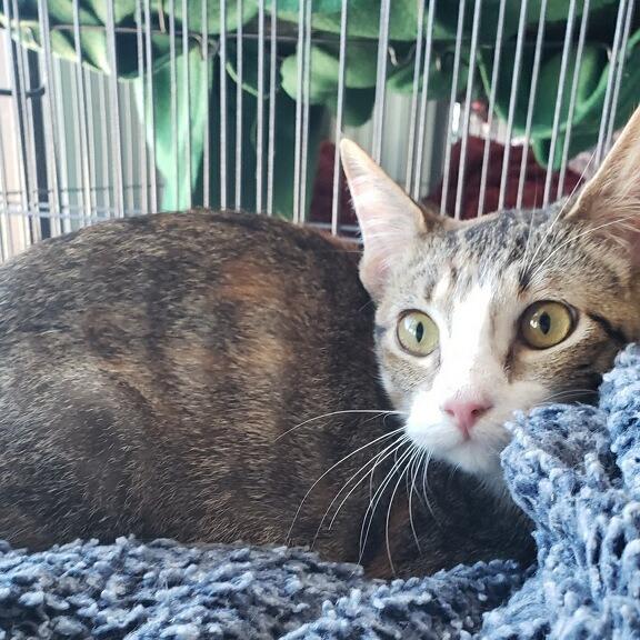 Valentines (26-1225), Adoptable, Adult Female Domestic Short Hair.