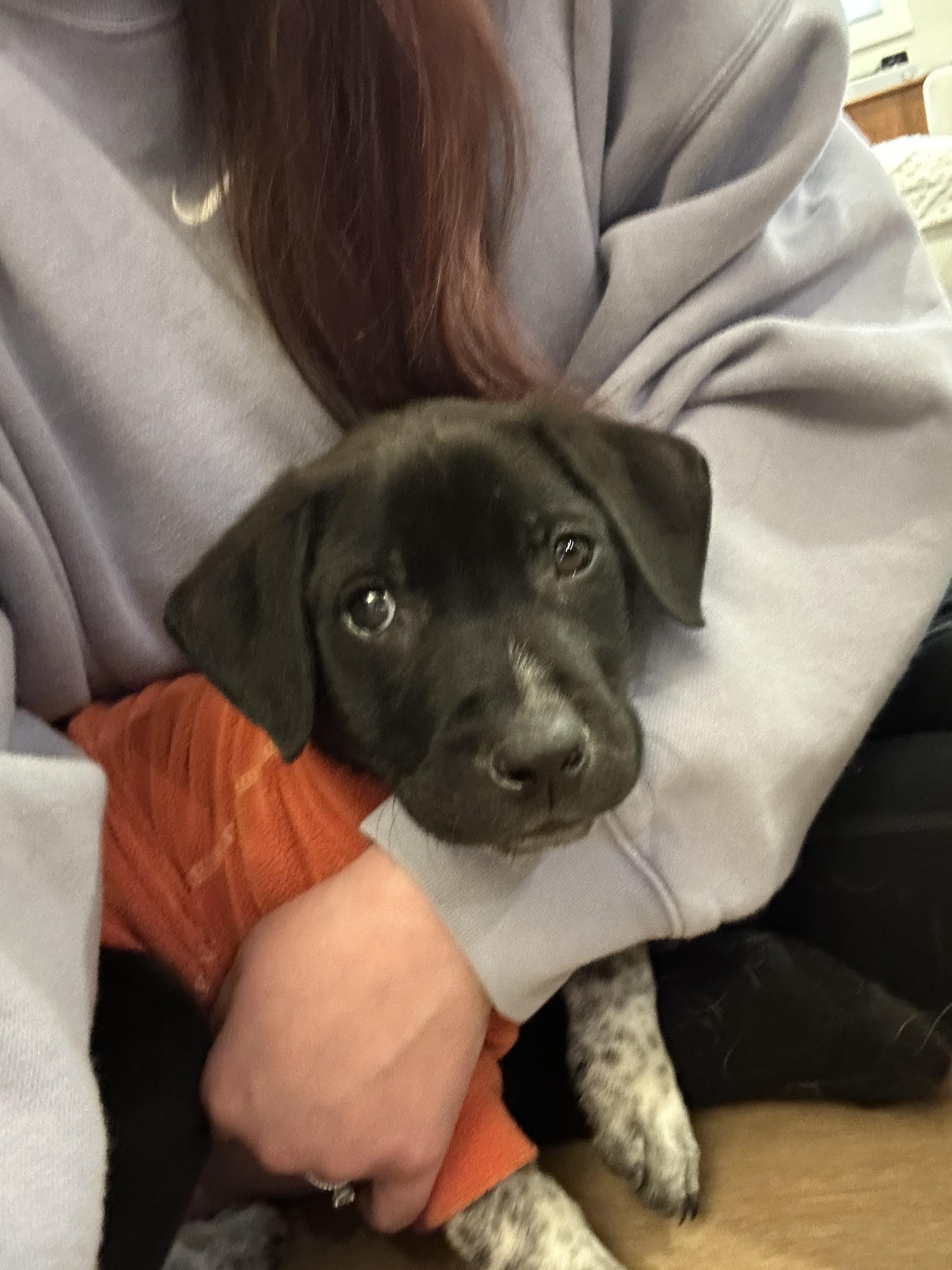 Henry, a ADOPTABLE mixed breed in Commerce City, CO image 3/6