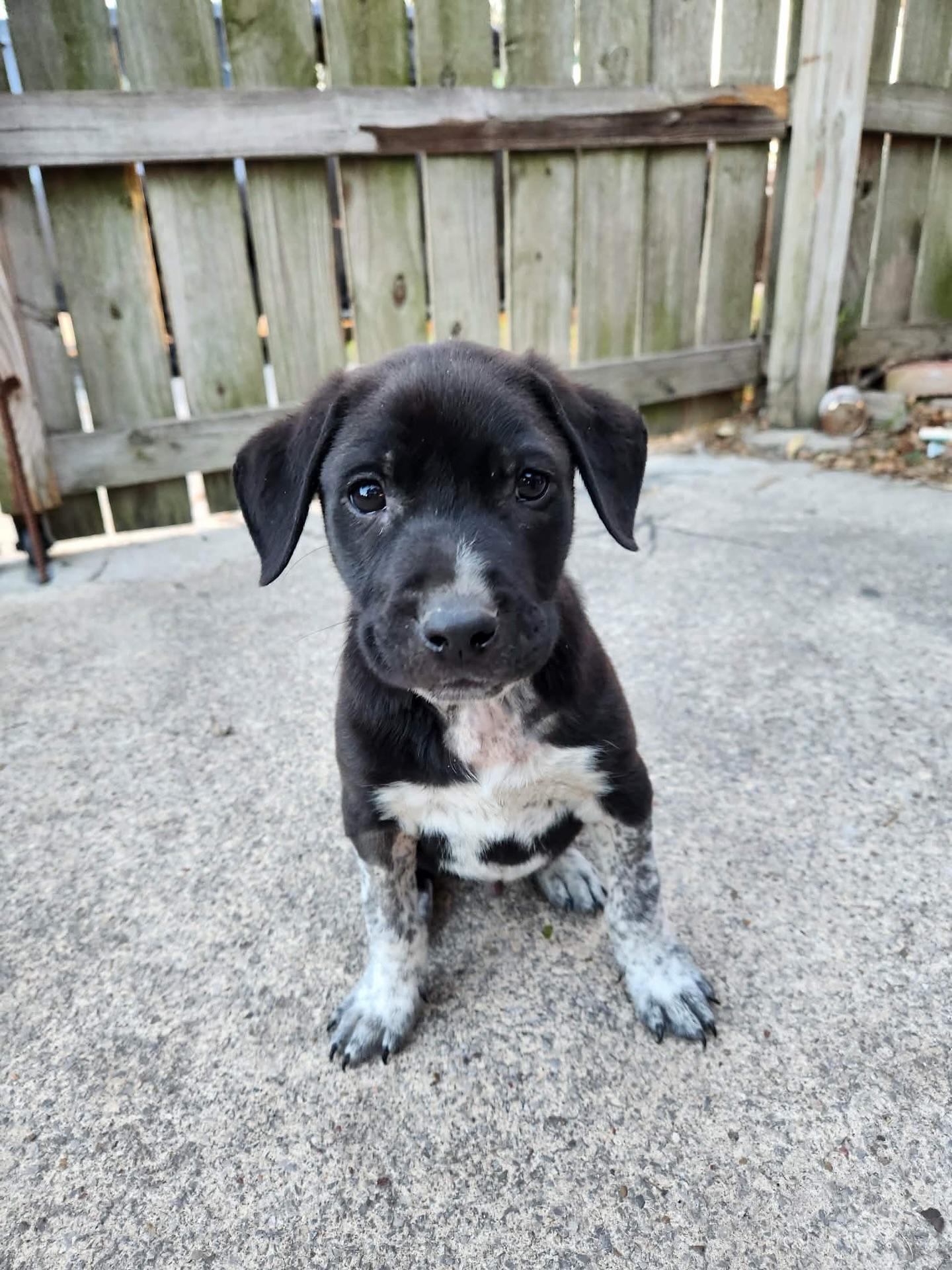 Henry, ADOPTABLE, Puppy Male Labrador Retriever & Pointer.