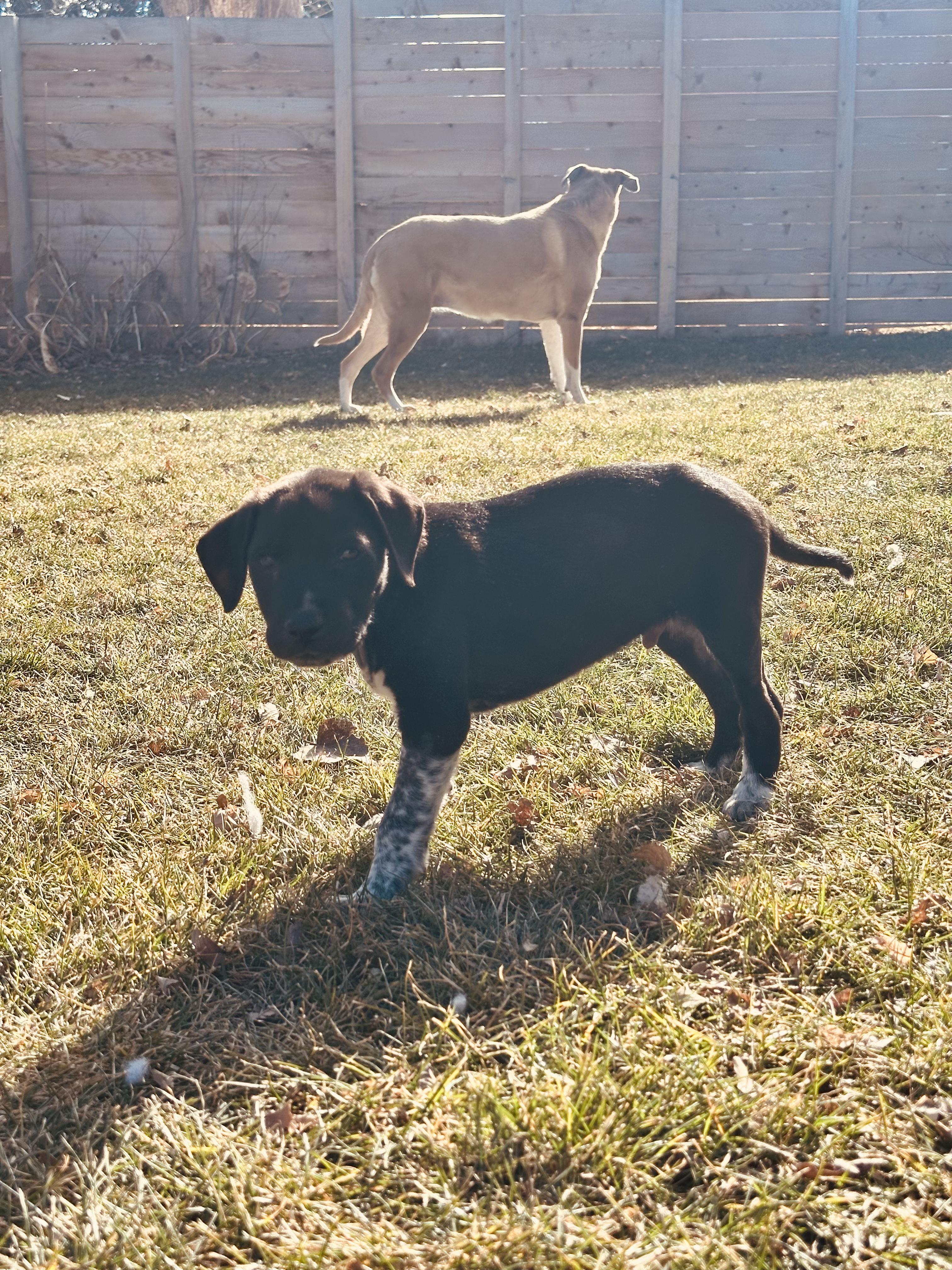 Henry, a ADOPTABLE mixed breed in Commerce City, CO image 2/6