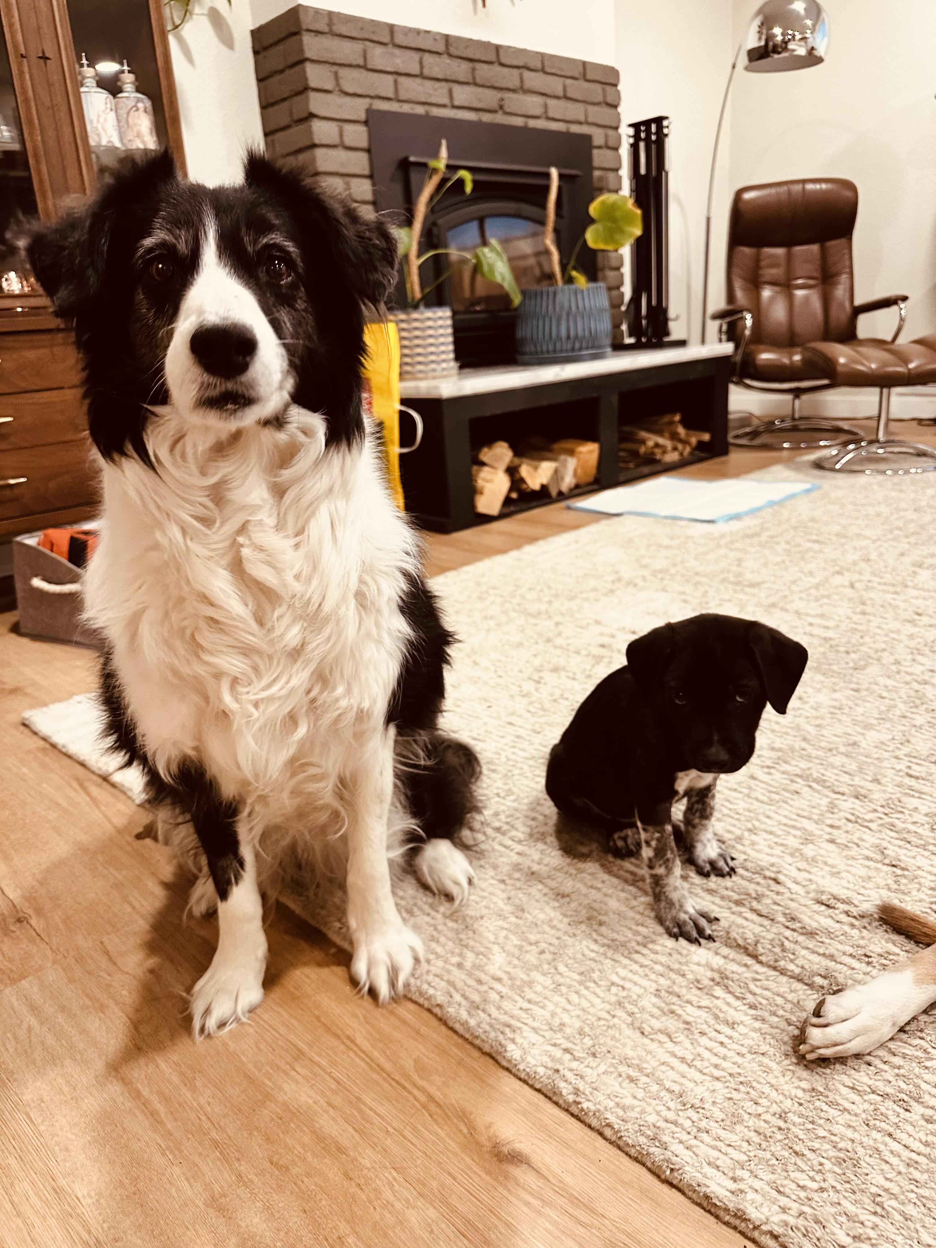 Henry, a ADOPTABLE mixed breed in Commerce City, CO image 5/6