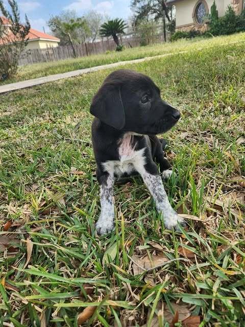 Henry, a ADOPTABLE mixed breed in Commerce City, CO image 4/6