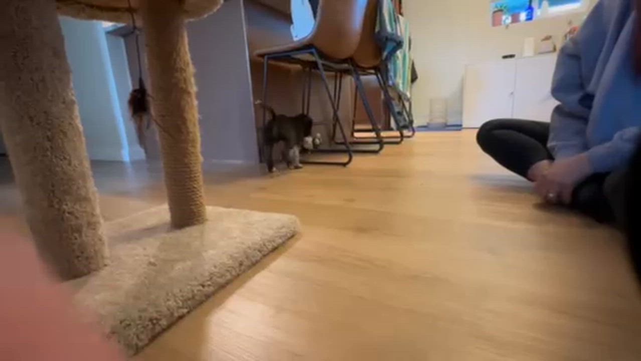 Enlarge Henry, a ADOPTABLE mixed breed in Commerce City, CO video 6/6