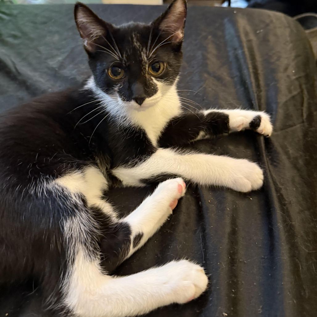 Dopey/Draven, Adoptable, Kitten Male American Shorthair.