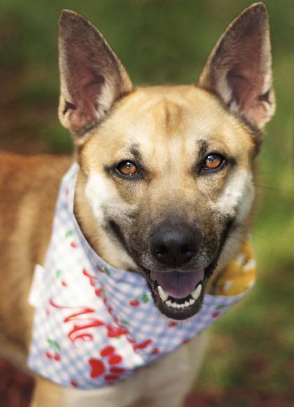 Bell, a ADOPTABLE Mixed Breed in Hamilton, OH image 2/2