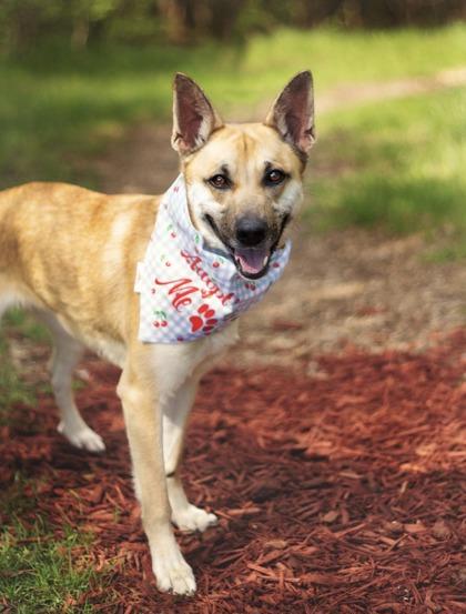 Bell, ADOPTABLE, Adult Female Mixed Breed.
