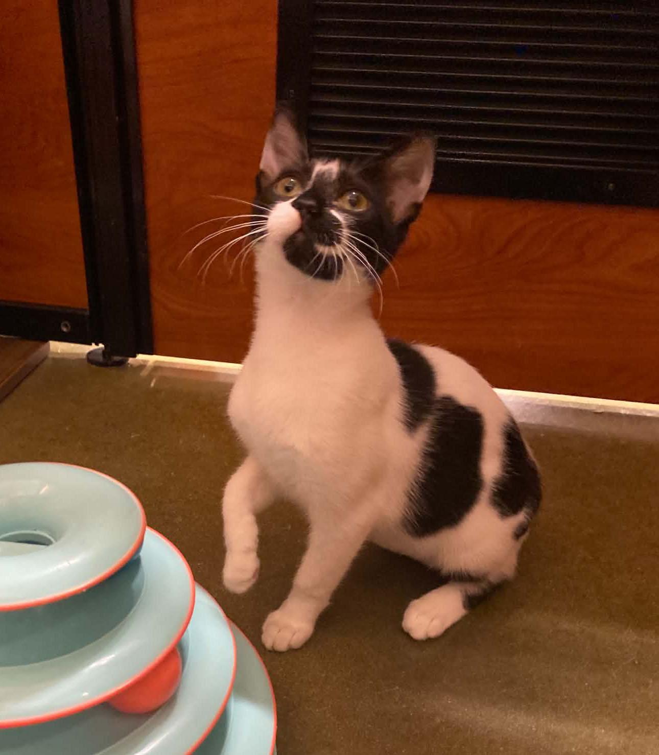 Enlarge Cherry at PetSmart in Athens, GA, a Adoptable Domestic Short Hair in Bishop, GA image 2/2