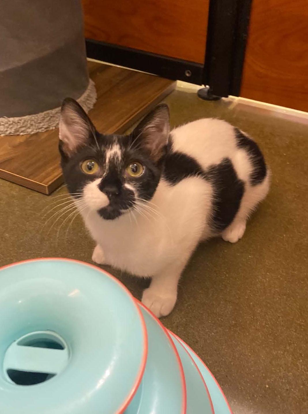 Cherry at PetSmart in Athens, GA, Adoptable, Kitten Female Domestic Short Hair.