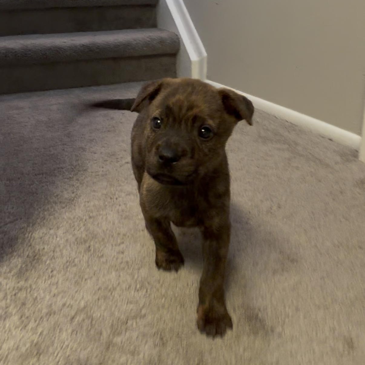 Champagne thumbnail 2