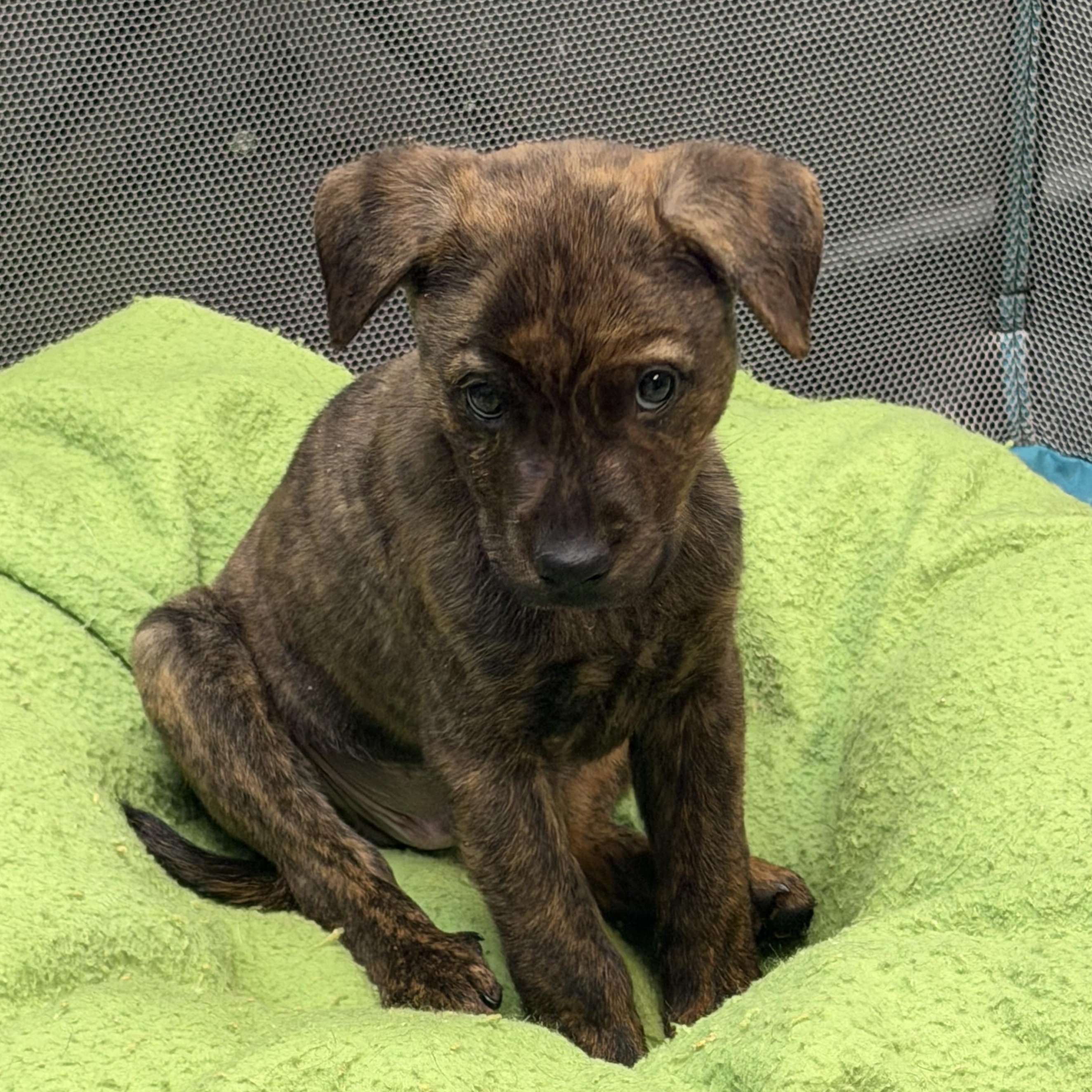 Champagne, ADOPTABLE, Puppy Male Pit Bull Terrier & Rottweiler.