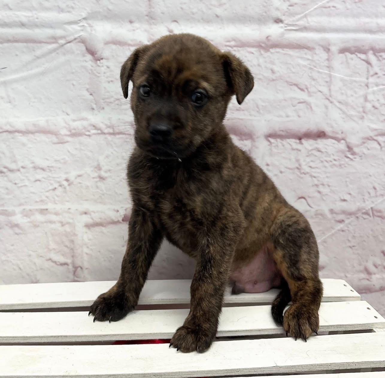 Champagne, ADOPTABLE, Puppy Male Pit Bull Terrier & Rottweiler.