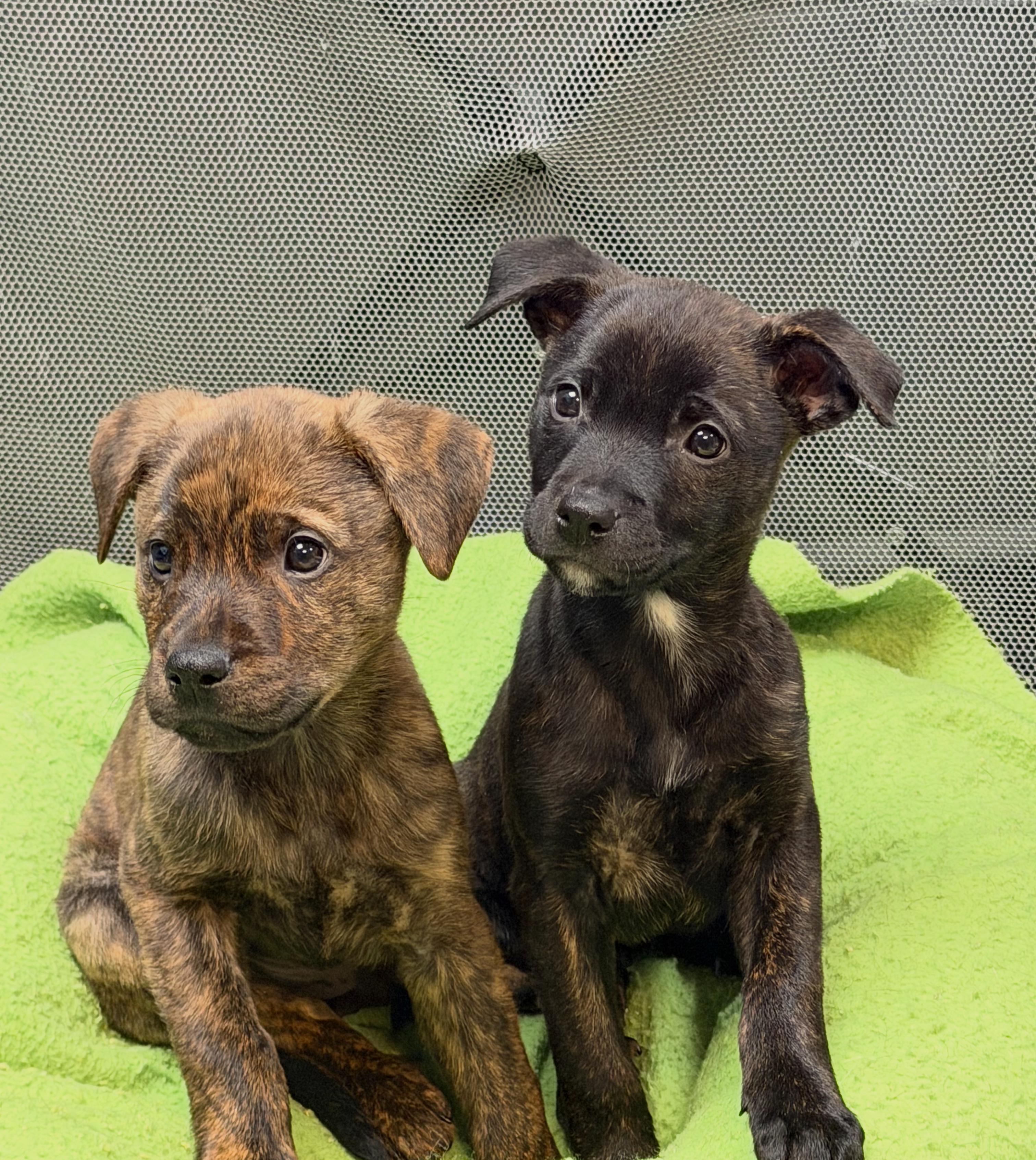 Champagne thumbnail 4