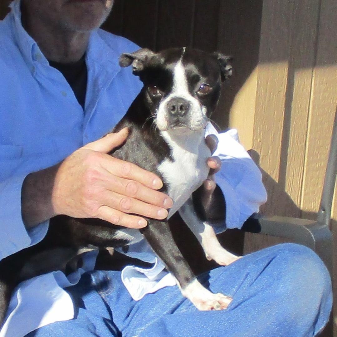 Kristy in MO, ADOPTABLE, Adult Female Boston Terrier.