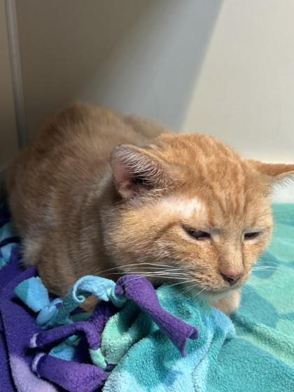 Enlarge Vecna, a Adoptable Domestic Short Hair in Hamilton, MT image 2/3