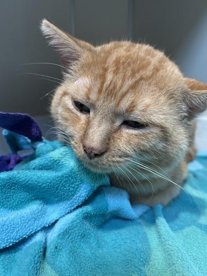 Vecna, Adoptable, Adult Male Domestic Short Hair.