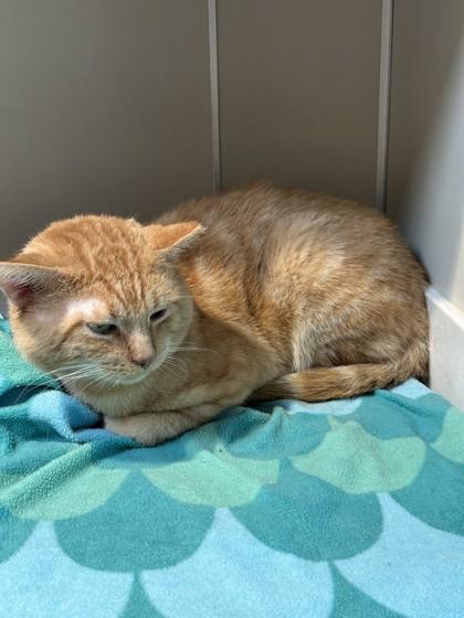 Enlarge Vecna, a Adoptable Domestic Short Hair in Hamilton, MT image 3/3