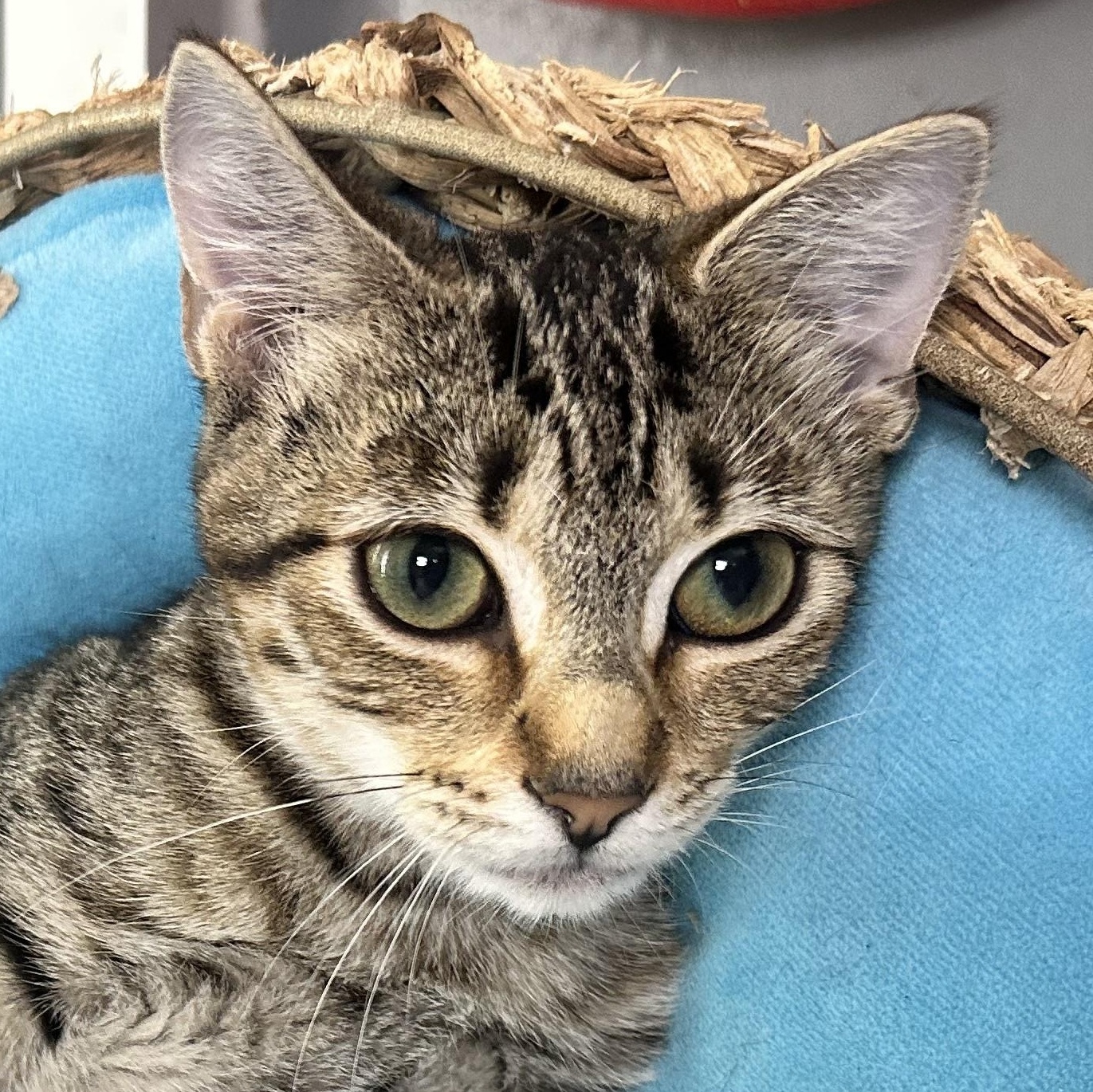 Enlarge Louise, a Adoptable Domestic Short Hair in Beaufort, SC image 1/6