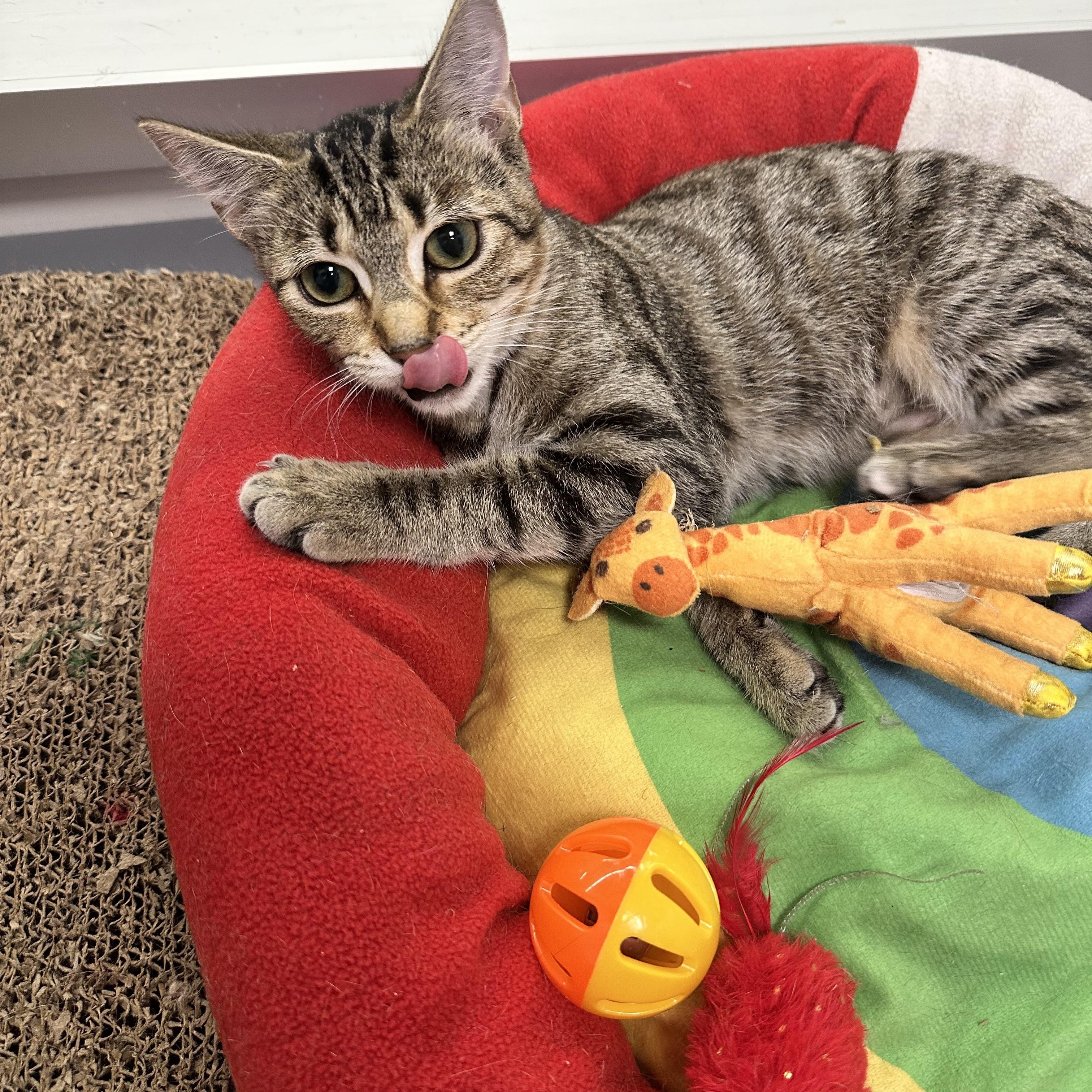 Enlarge Louise, a Adoptable Domestic Short Hair in Beaufort, SC image 5/6