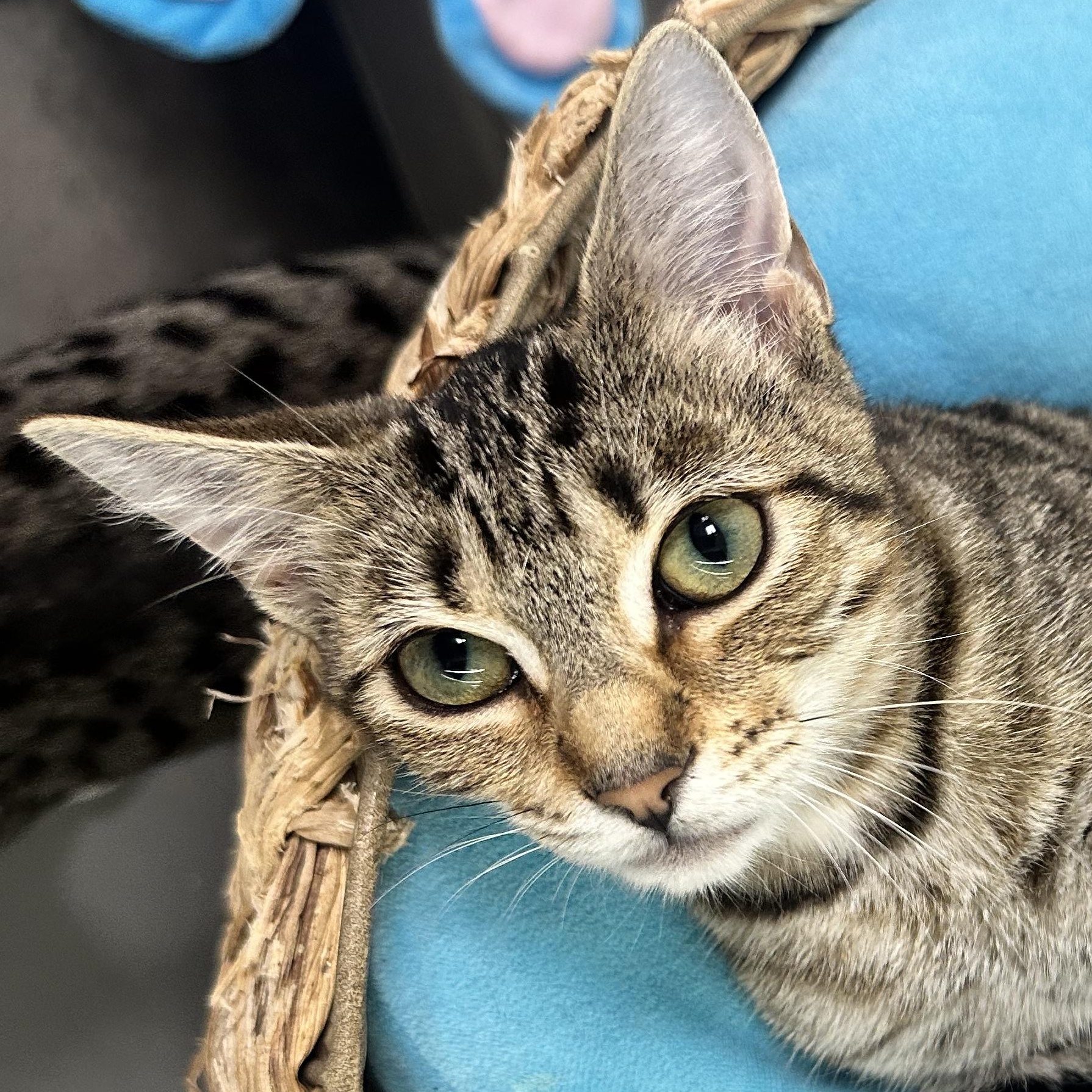 Enlarge Louise, a Adoptable Domestic Short Hair in Beaufort, SC image 3/6