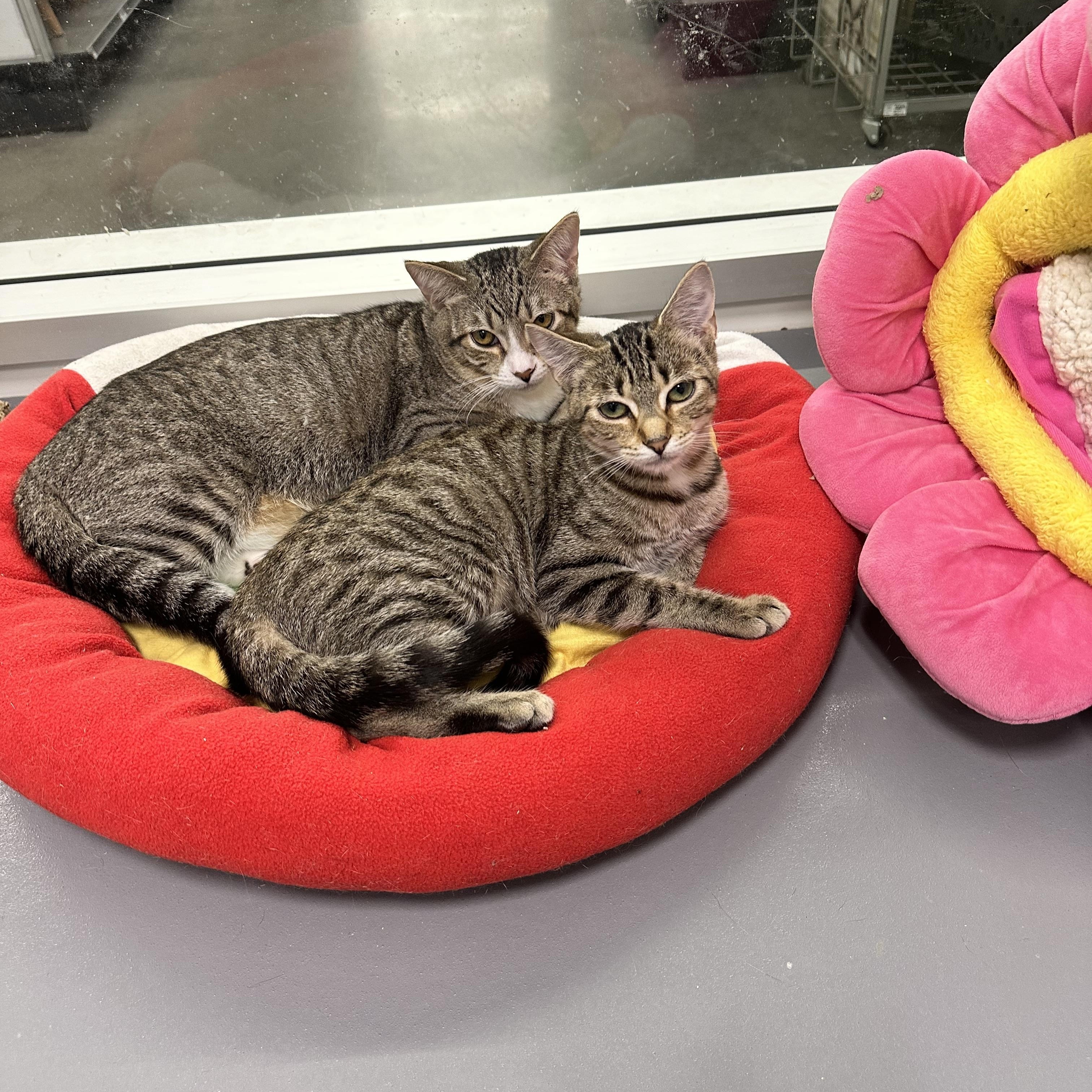 Enlarge Louise, a Adoptable Domestic Short Hair in Beaufort, SC image 6/6