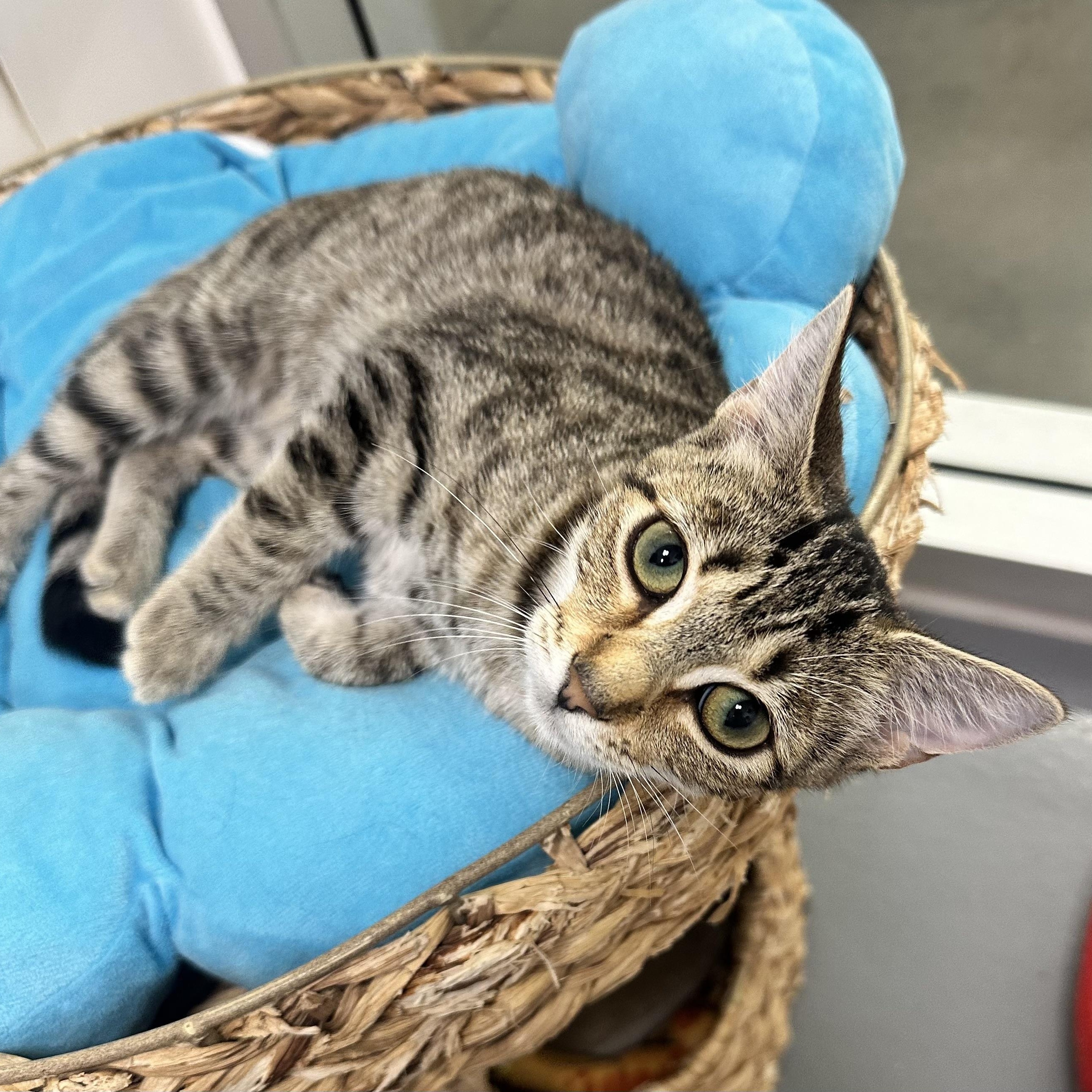 Enlarge Louise, a Adoptable Domestic Short Hair in Beaufort, SC image 4/6