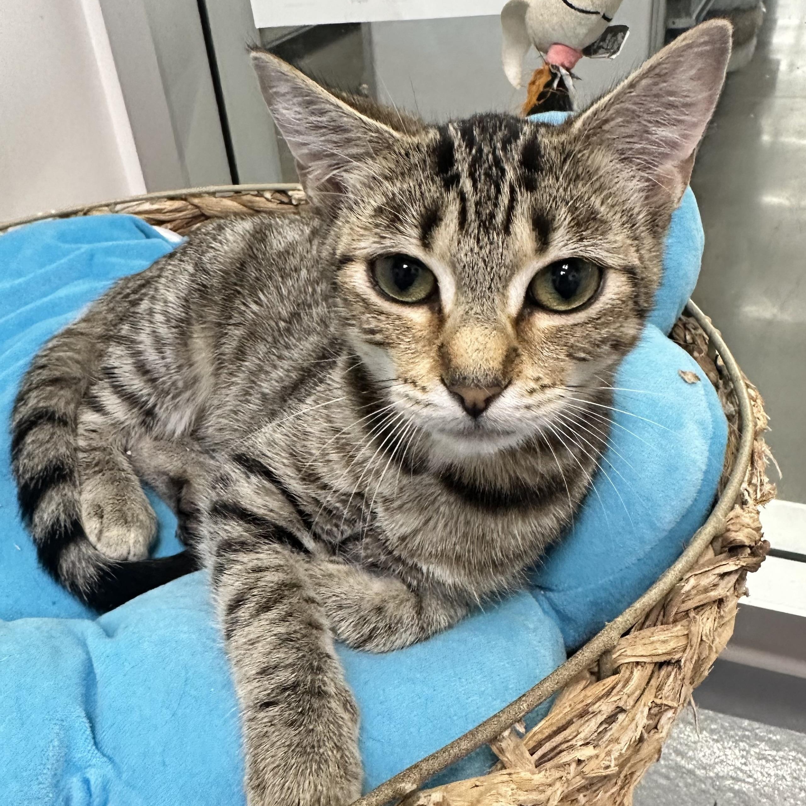 Enlarge Louise, a Adoptable Domestic Short Hair in Beaufort, SC image 2/6