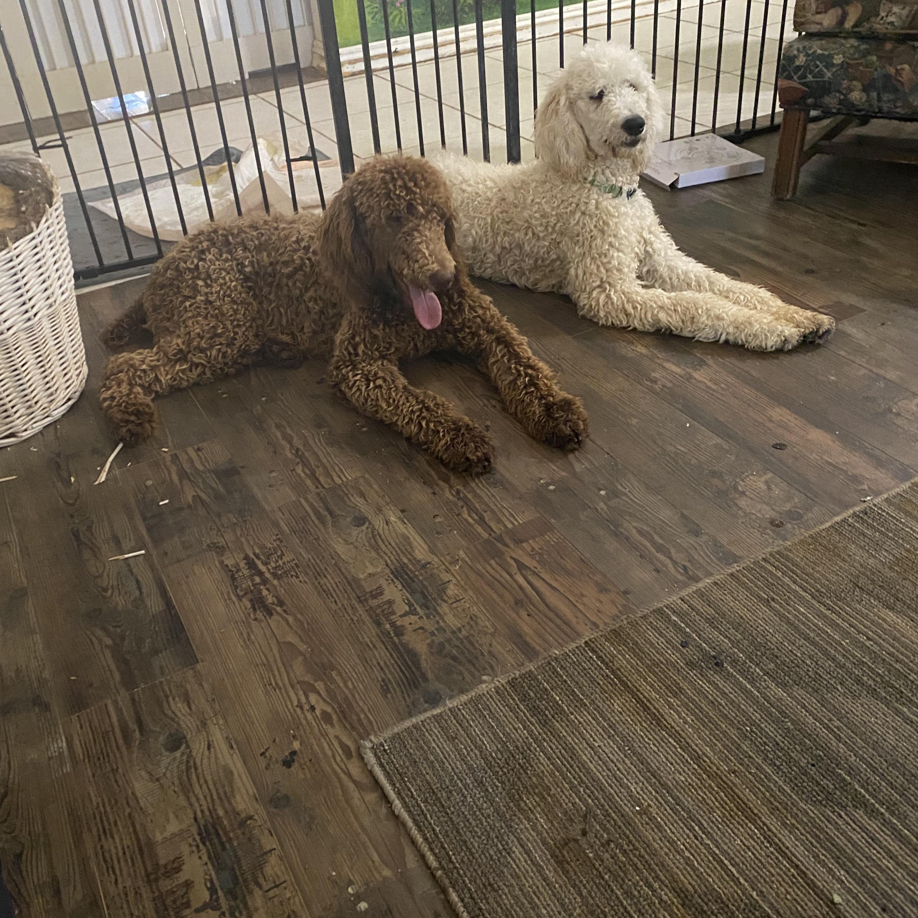 Kanobie, a Adoptable Standard Poodle image 1/4