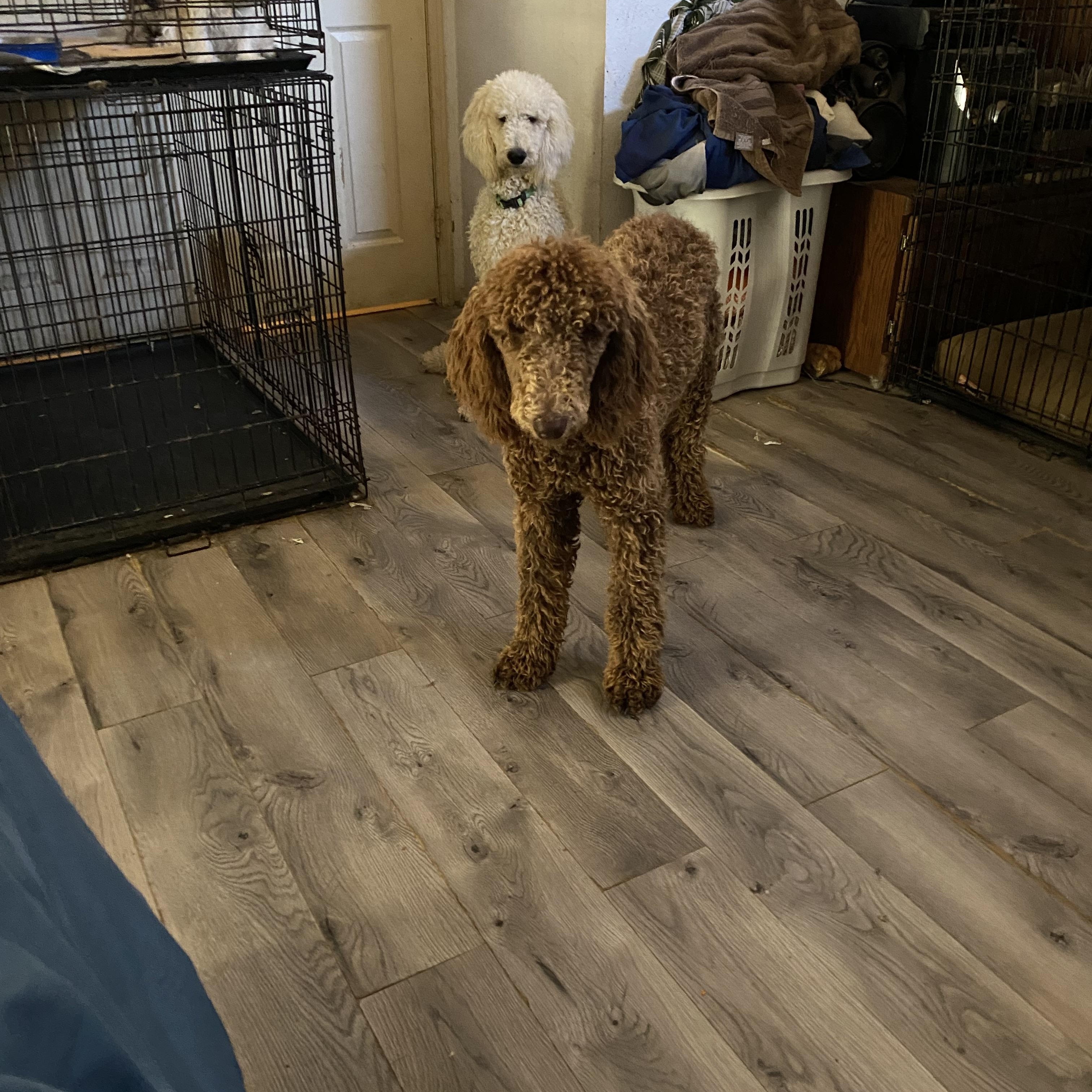 Kanobie, a Adoptable Standard Poodle image 4/4