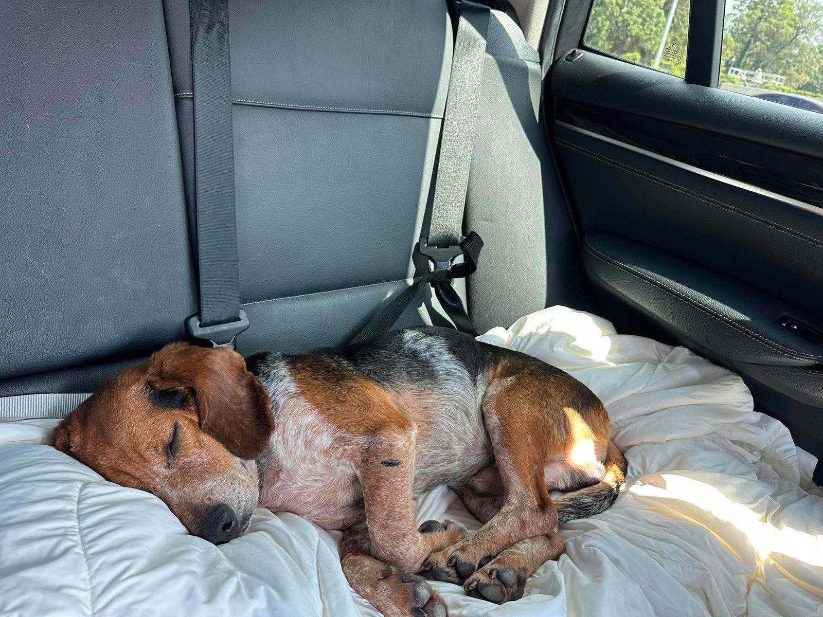 Enlarge Leroy Jenkins, a Adoptable Beagle in Tampa, FL image 1/3