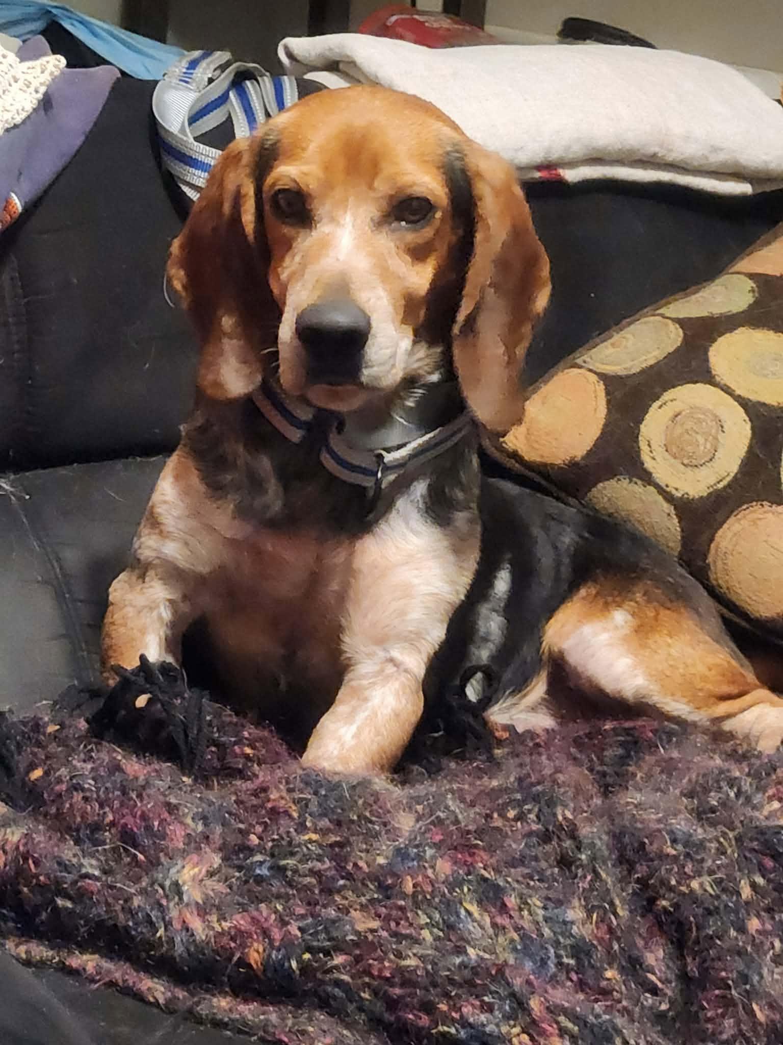 Enlarge Leroy Jenkins, a Adoptable Beagle in Tampa, FL image 2/3
