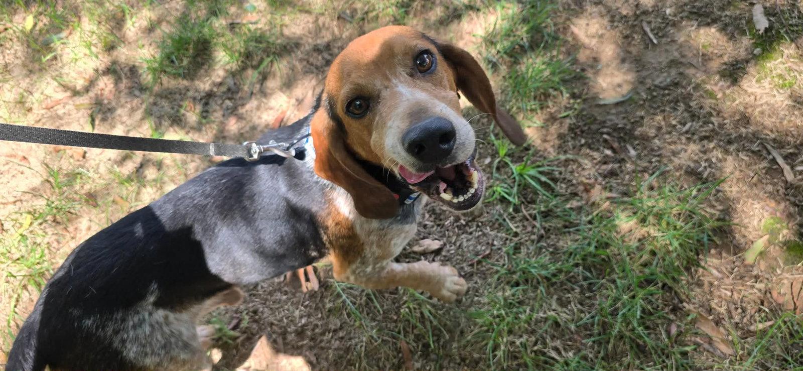 Enlarge Leroy Jenkins, a Adoptable Beagle in Tampa, FL image 3/3