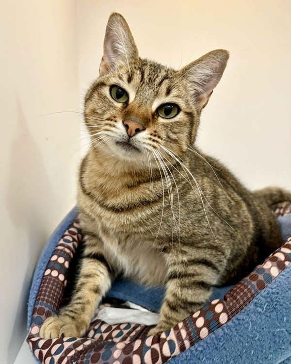 Mable, Adoptable, Adult Female Domestic Short Hair.