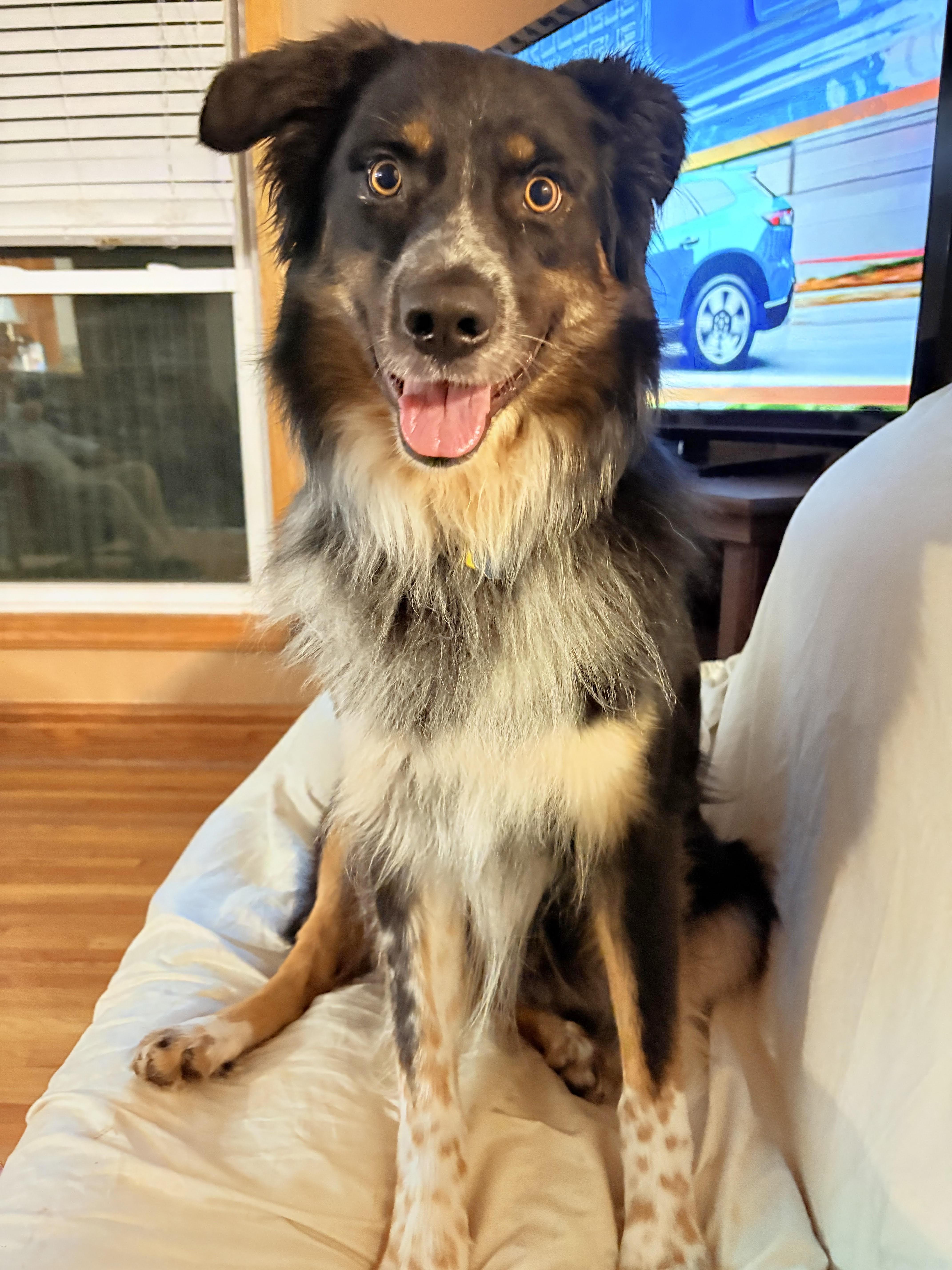 Frodo, Adoptable, Young Male Border Collie.