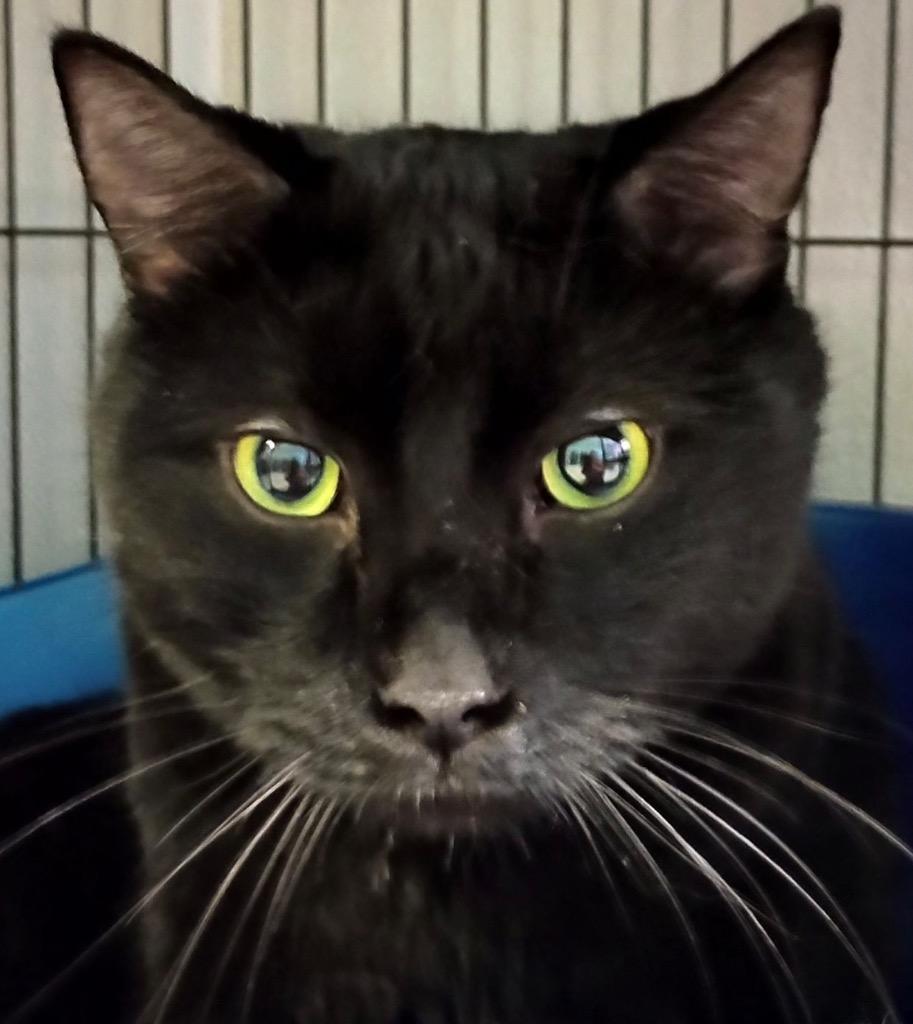 Enlarge Stanlee (Panther), a Adoptable mixed breed in Saginaw, MI image 1/1