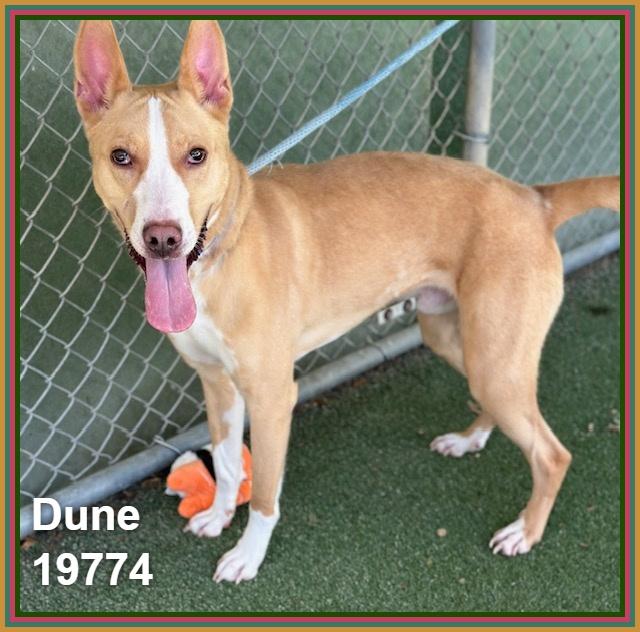 Enlarge DUNE, a ADOPTABLE mixed breed in Marietta, GA image 2/4